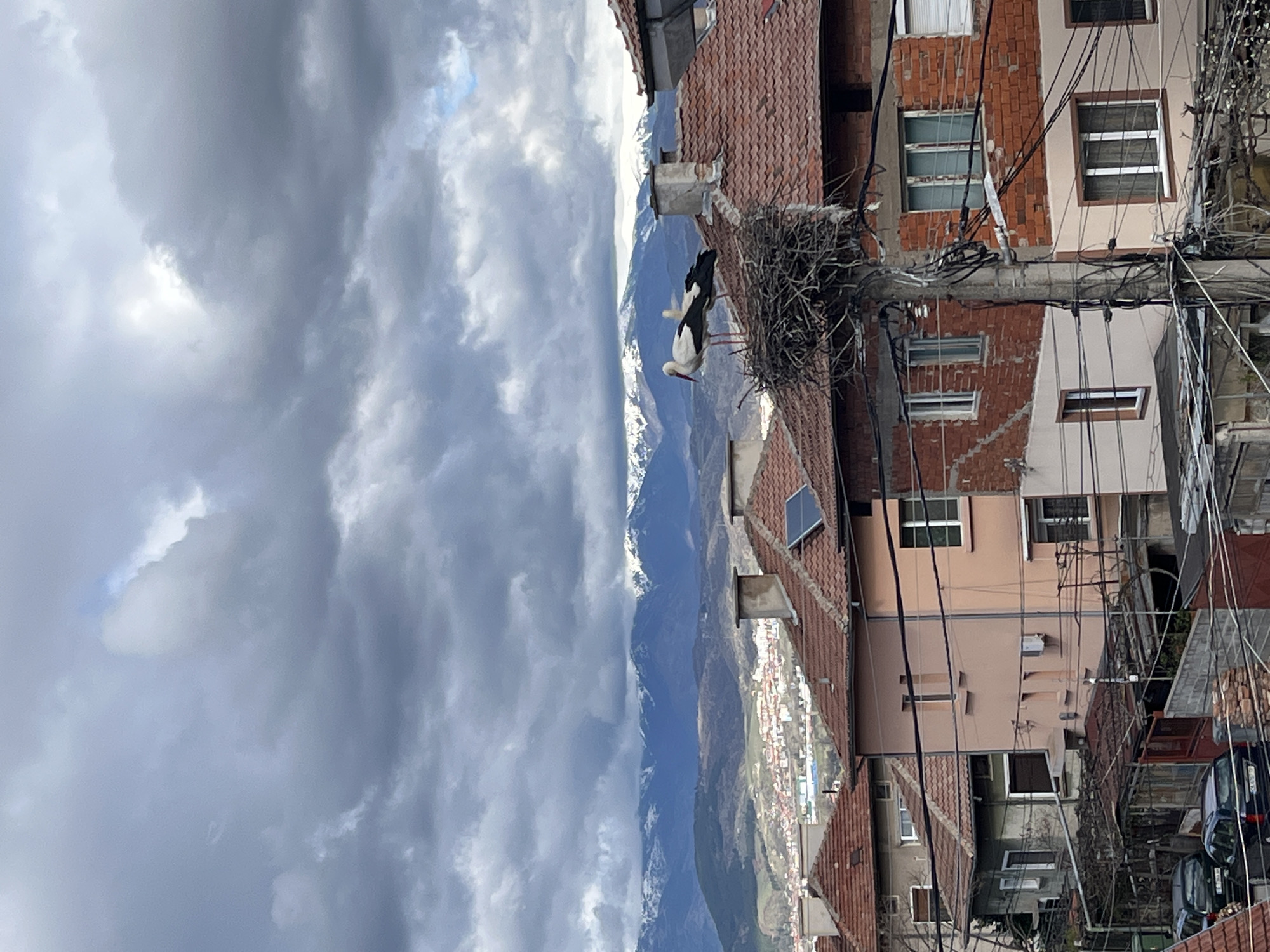 Storks nest on utility pole in Pokrovnik, Bulgaria