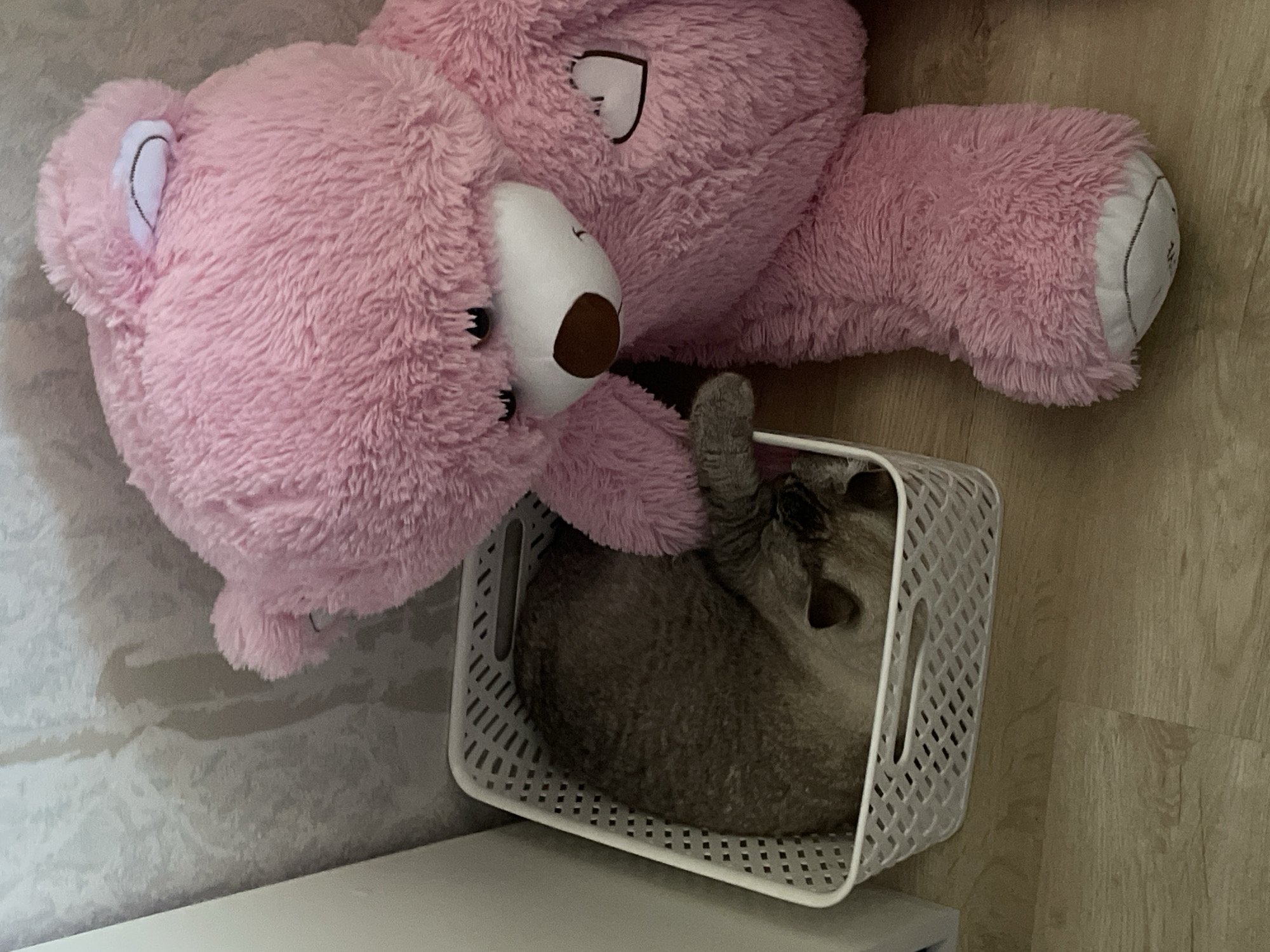 Quiet morning with pets and everyday moments in Votkinsk