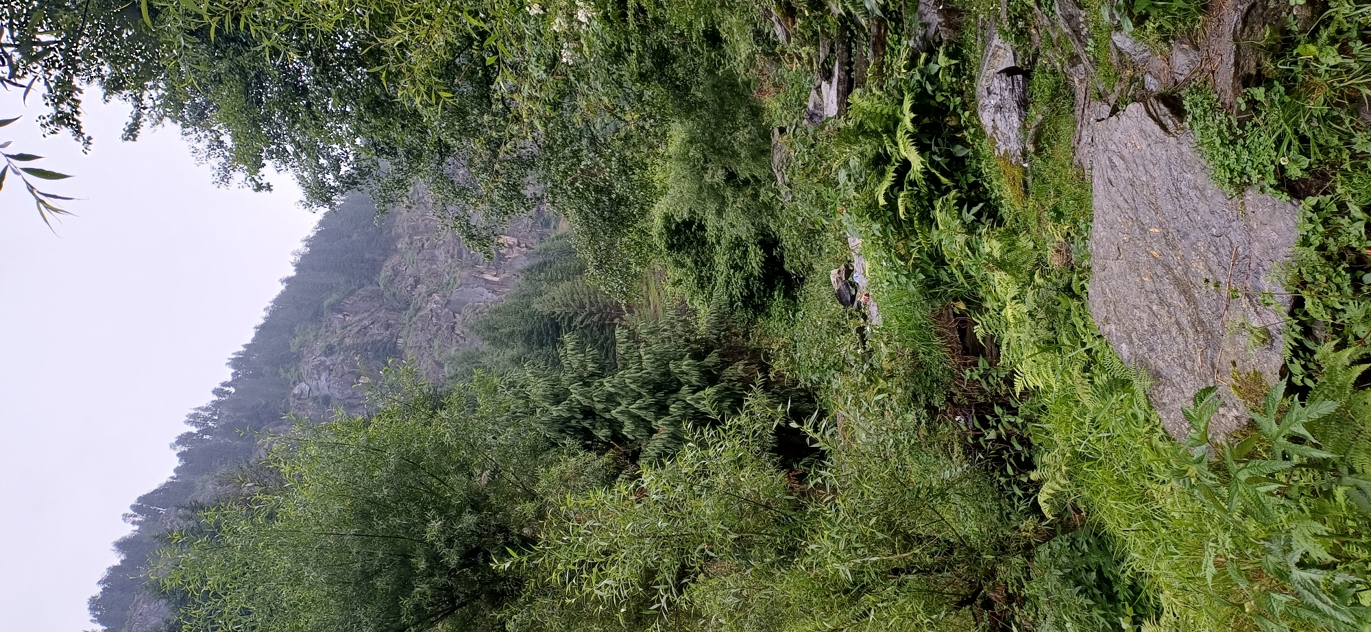 Morning forest walk documented in Vashisht mountain region
