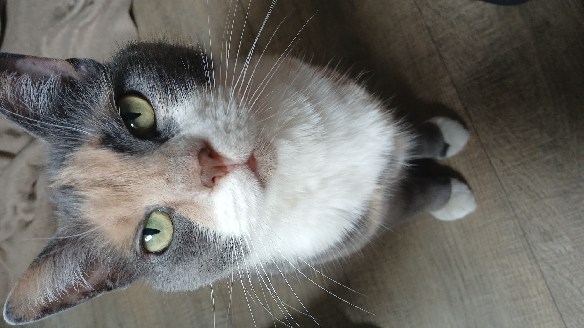 Casual moments documented across Riga featuring cats, resident, storefront