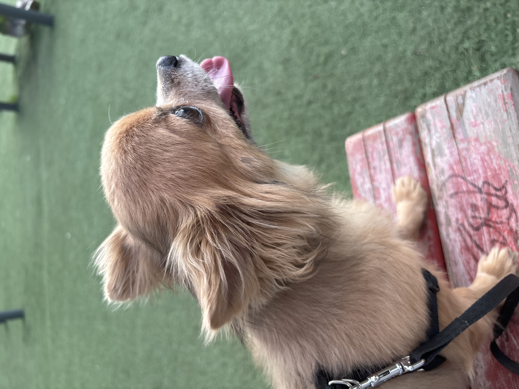 Dog walker enjoys afternoon outing in Moscow park
