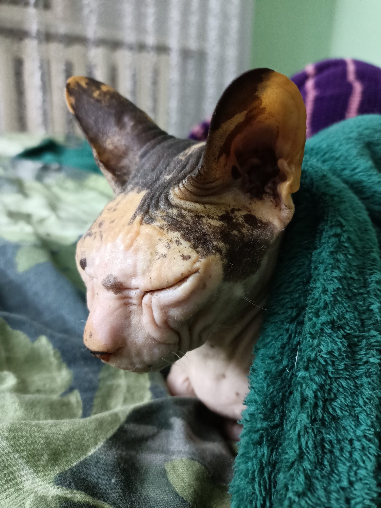 Domestic animals observed in Almaty homes during evening hours