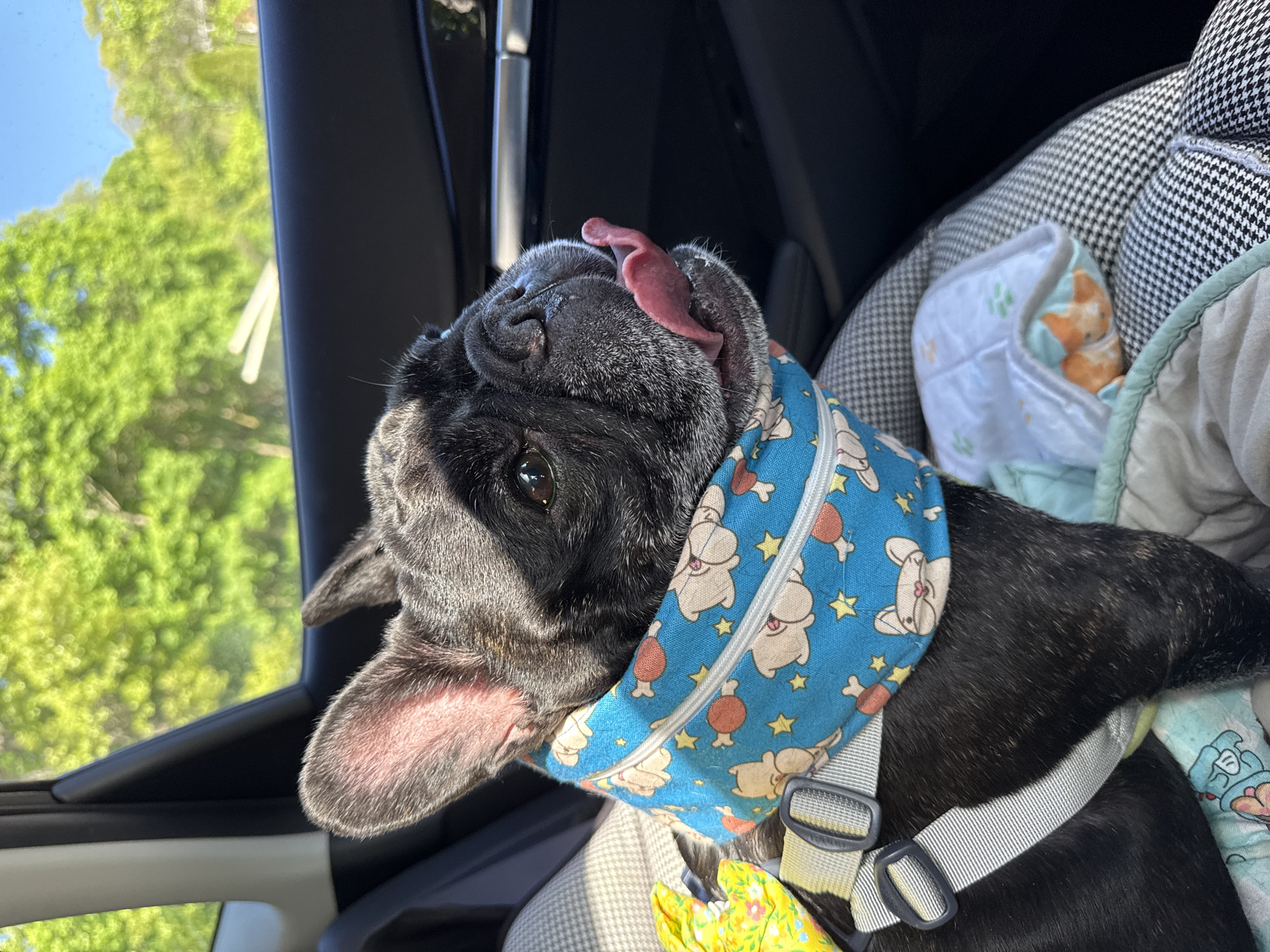 French Bulldog in patterned harness rides in car, Brookville