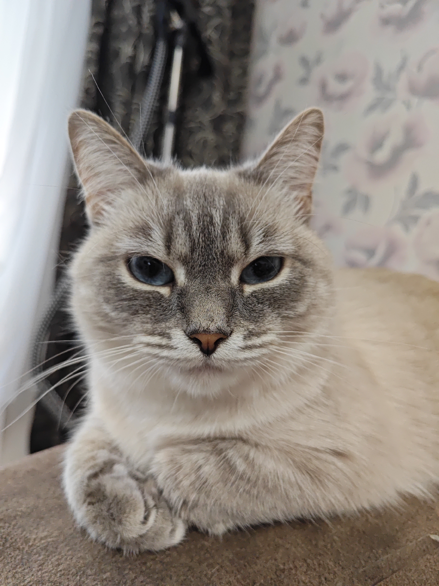 Two tabby cats lounging, caught in quiet close-up moments.