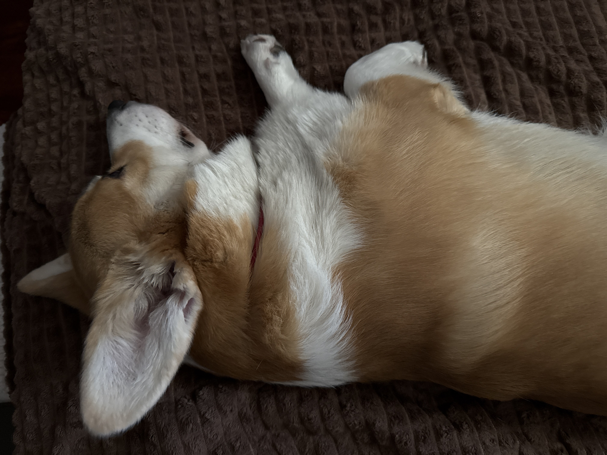 Corgi rests on back in Borzya, Russia