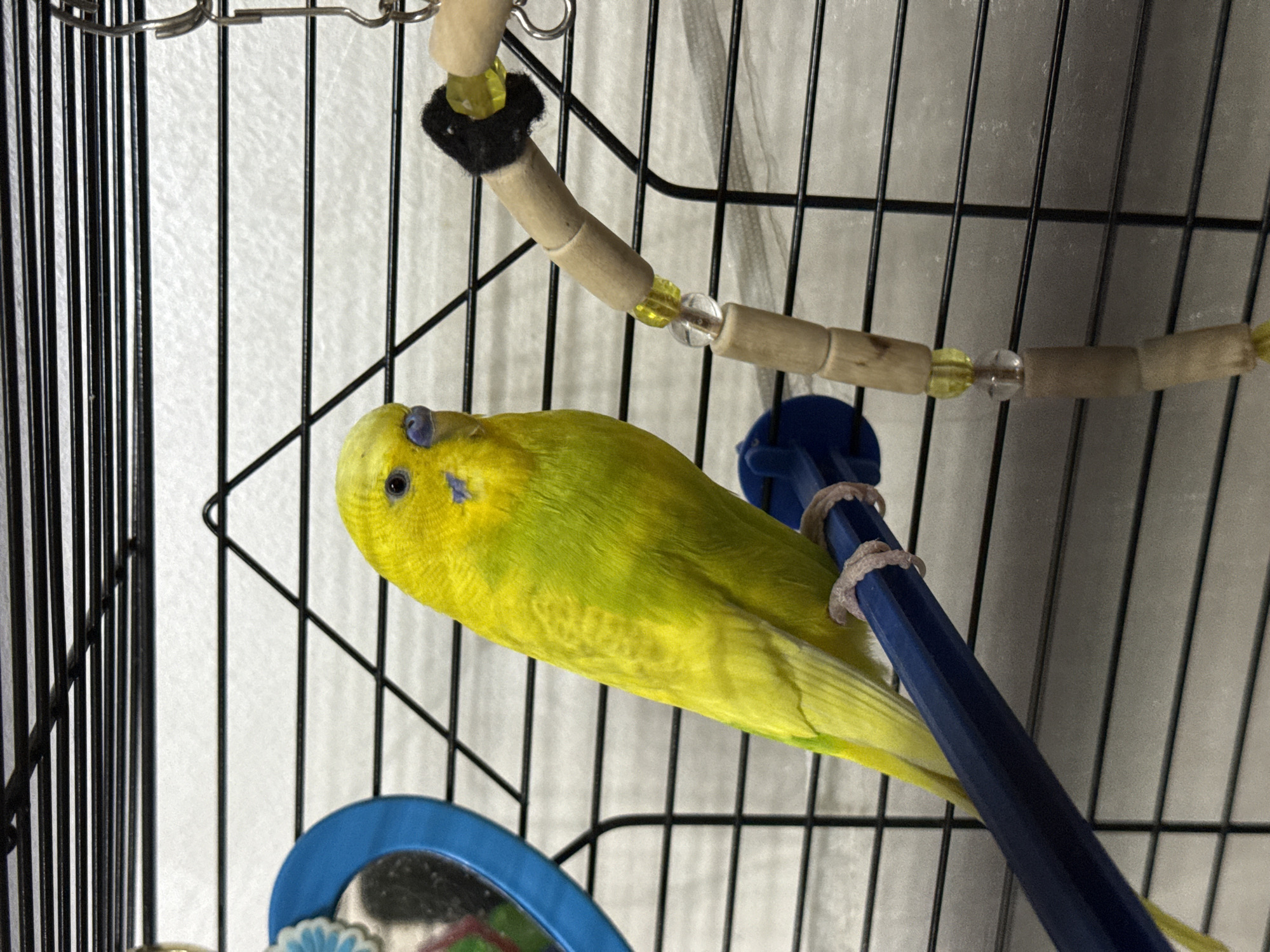 Pet birds and a spaniel at home in Dobrich
