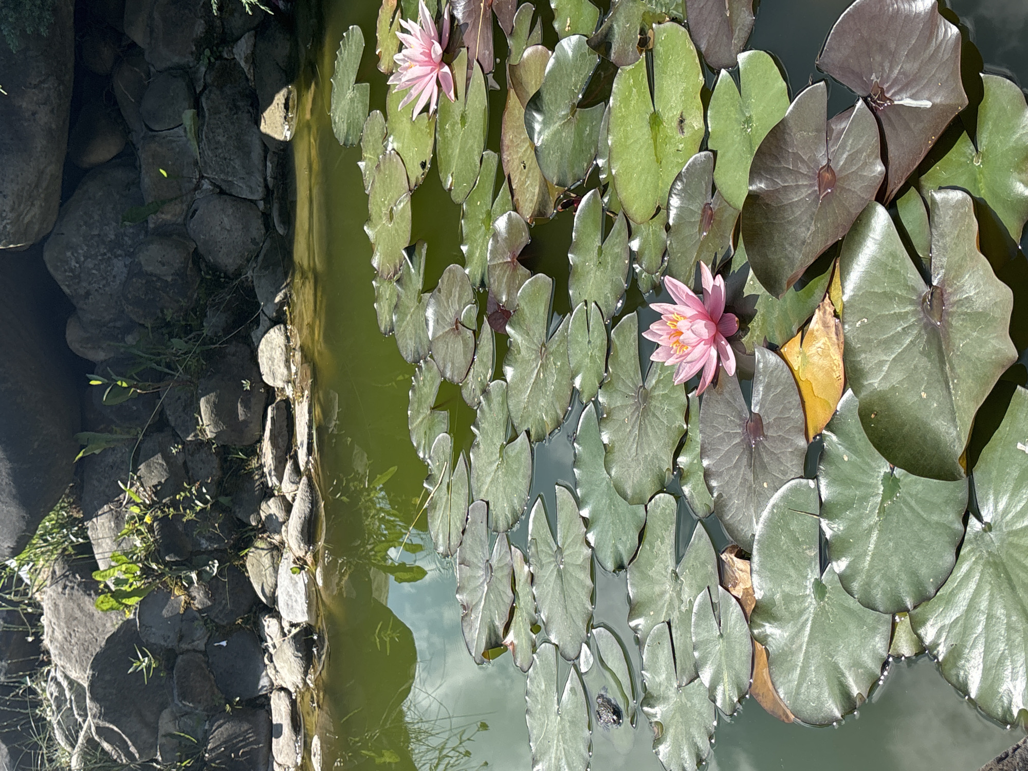 Water lilies in bloom on a lily pad-covered pond in Tatariv