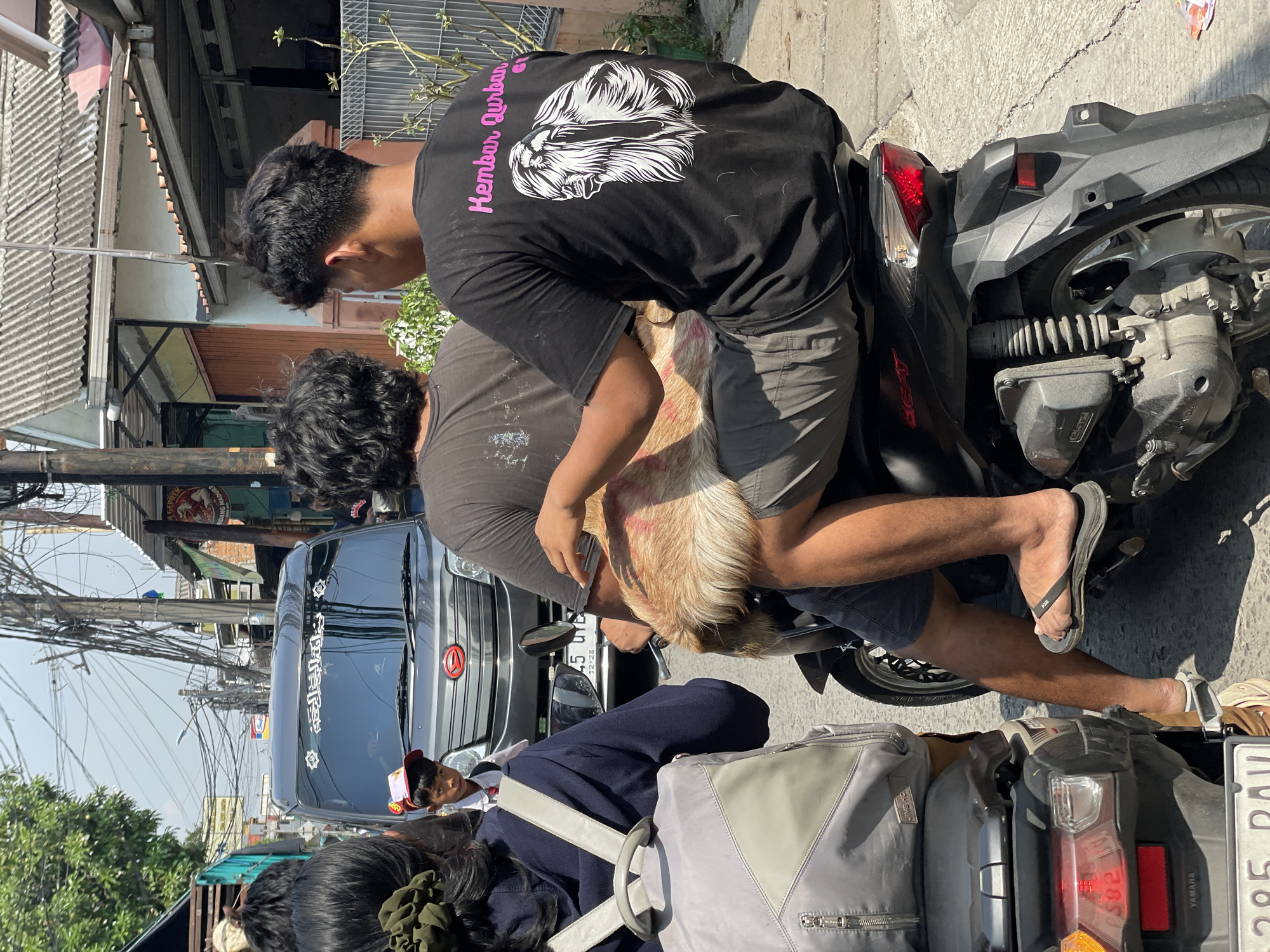 Motorcycle passengers transport goat through North Jakarta streets