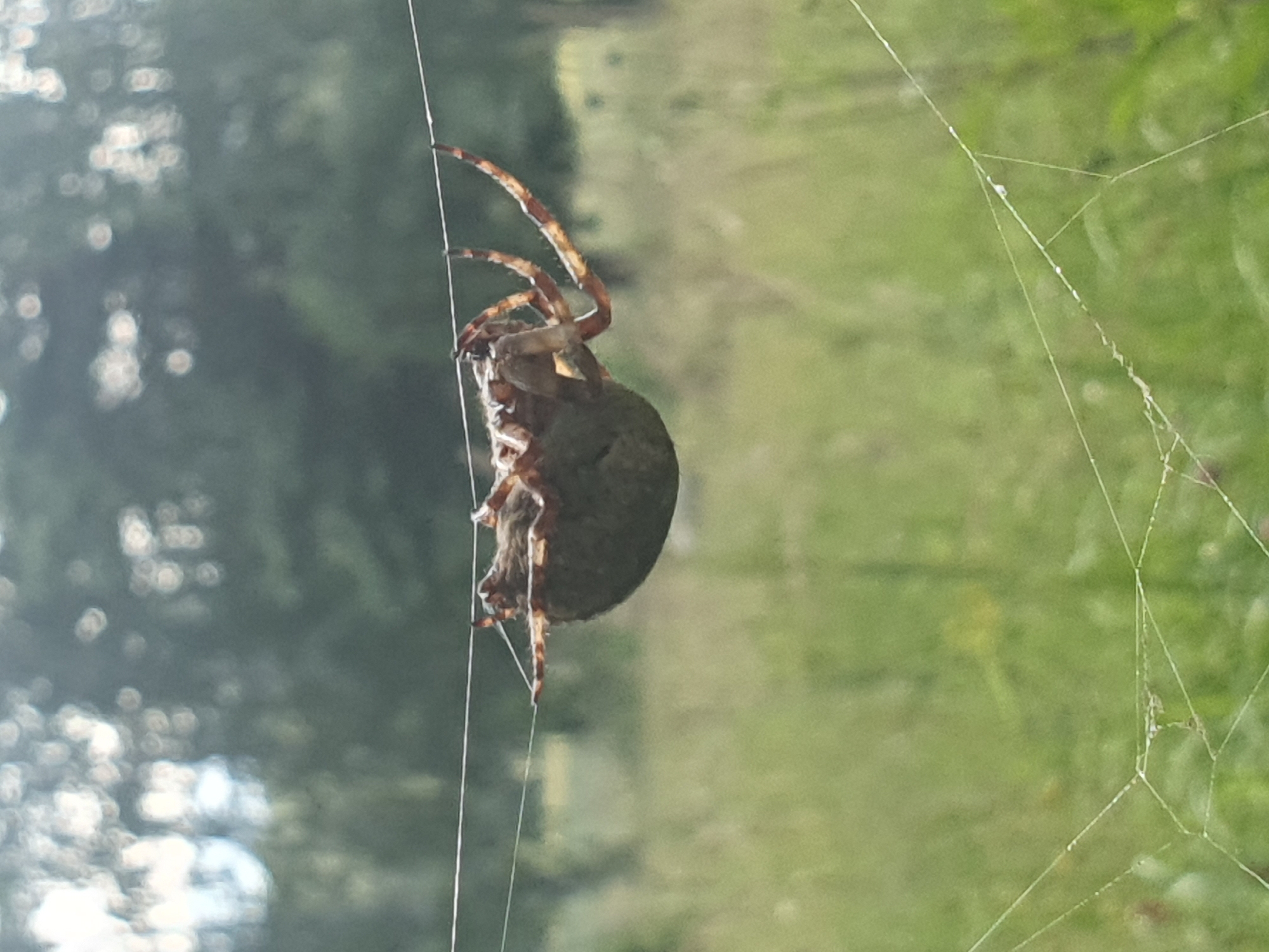 Orb weavers and a green beetle in a Smorodinka garden