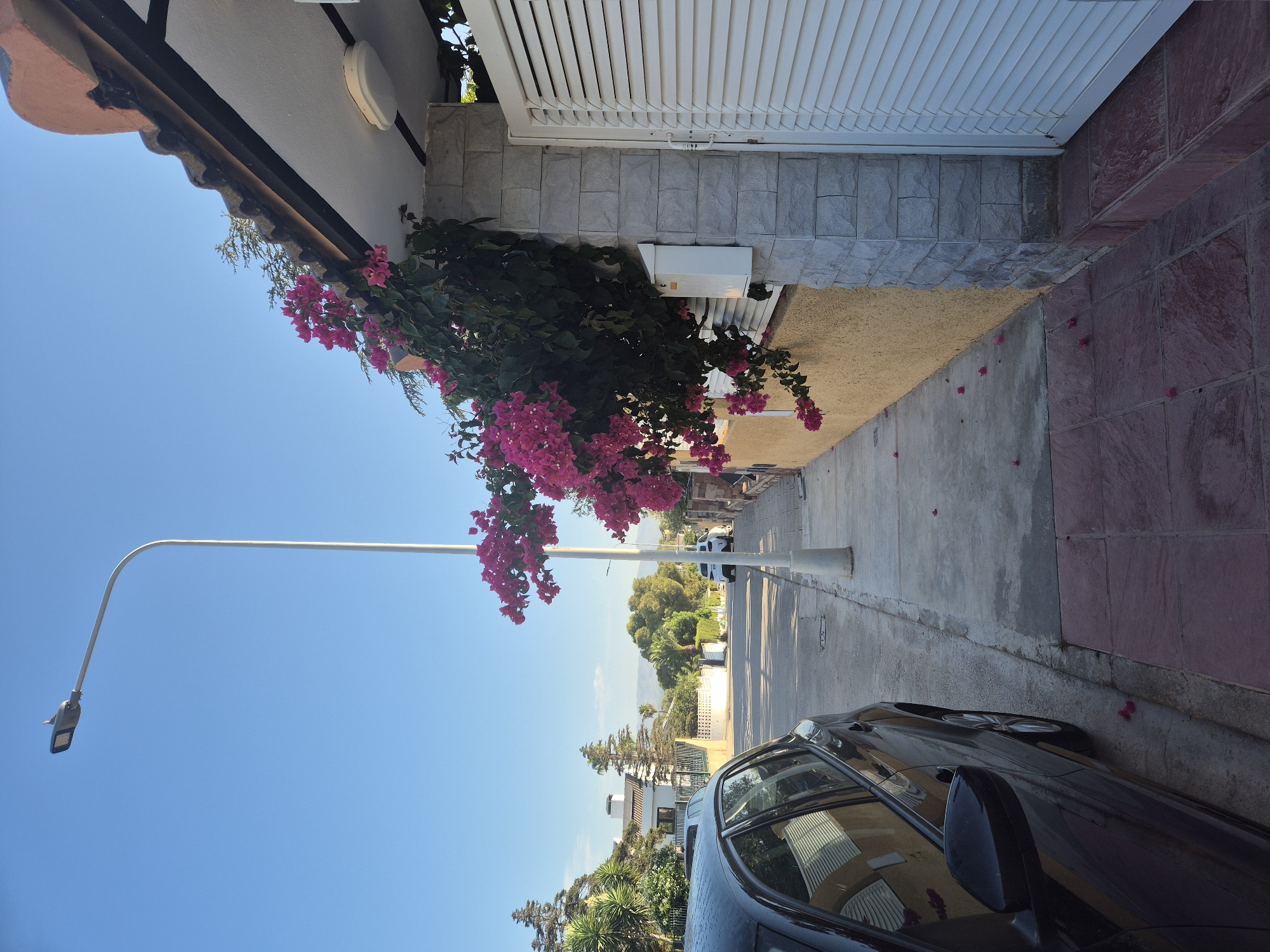 Calm urban morning: street, palm-lined sky, and a light breakfast