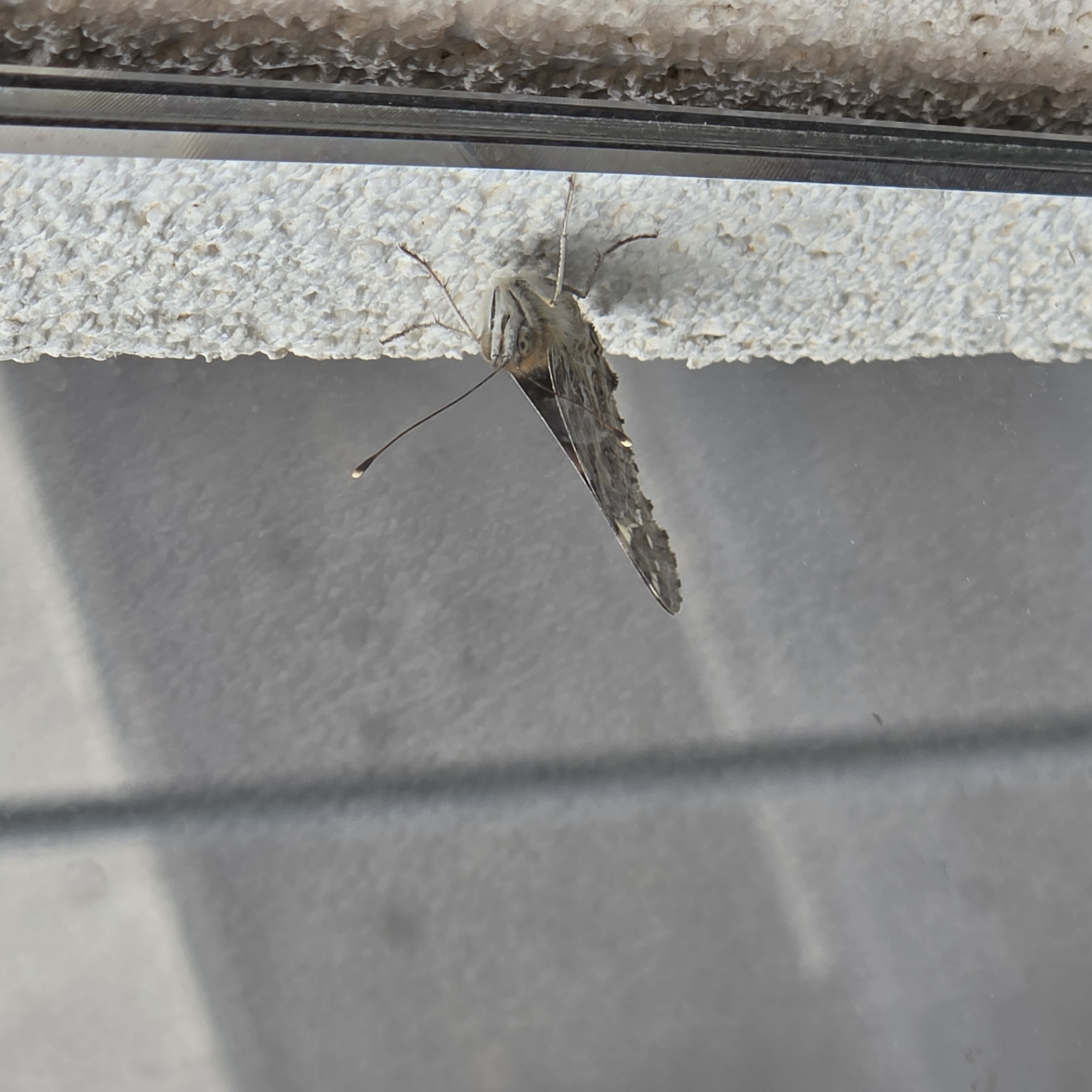 Butterfly spotted on concrete surface in Podgorica, Montenegro