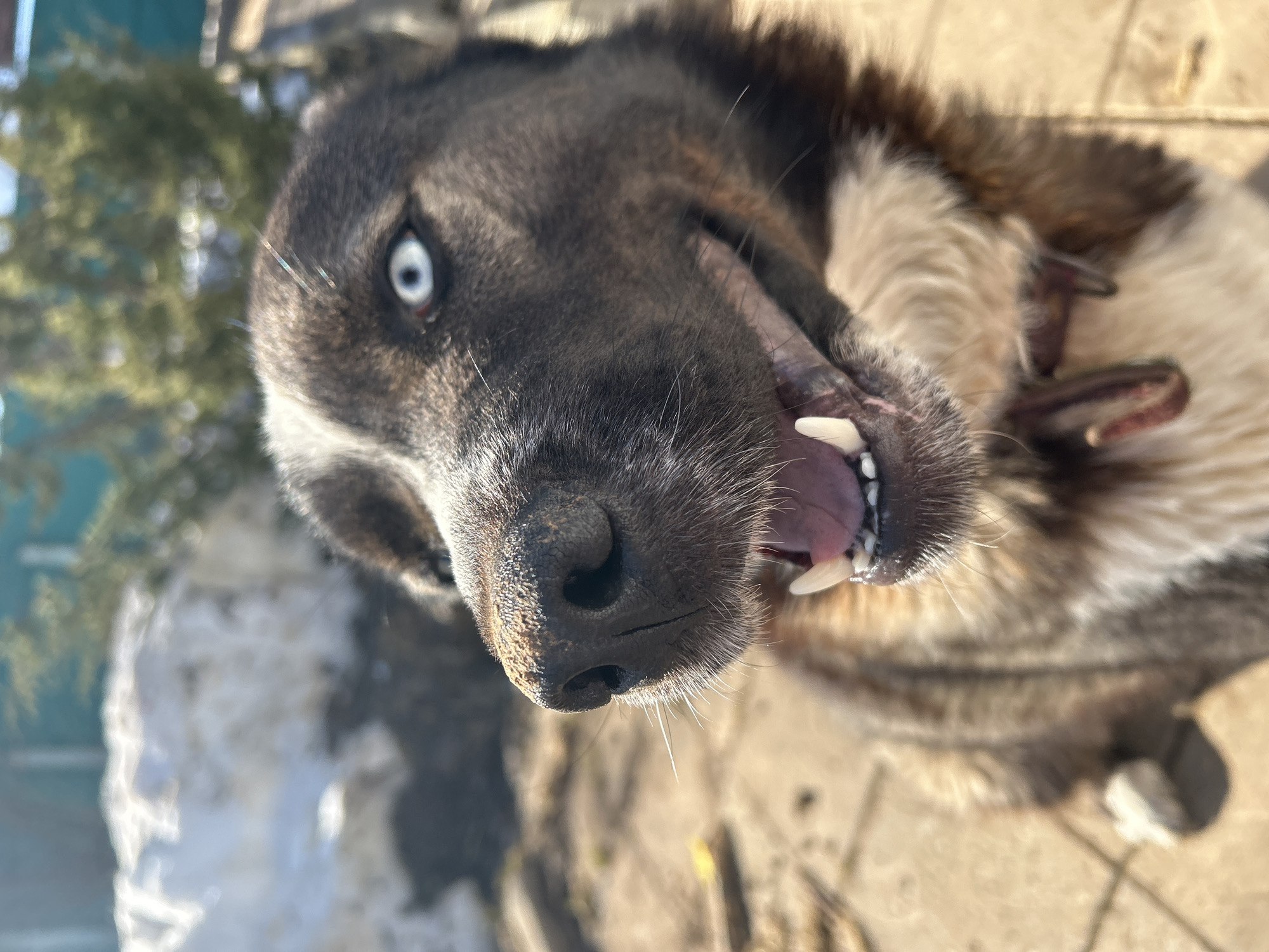 Woman plays with husky outdoors in Russian village