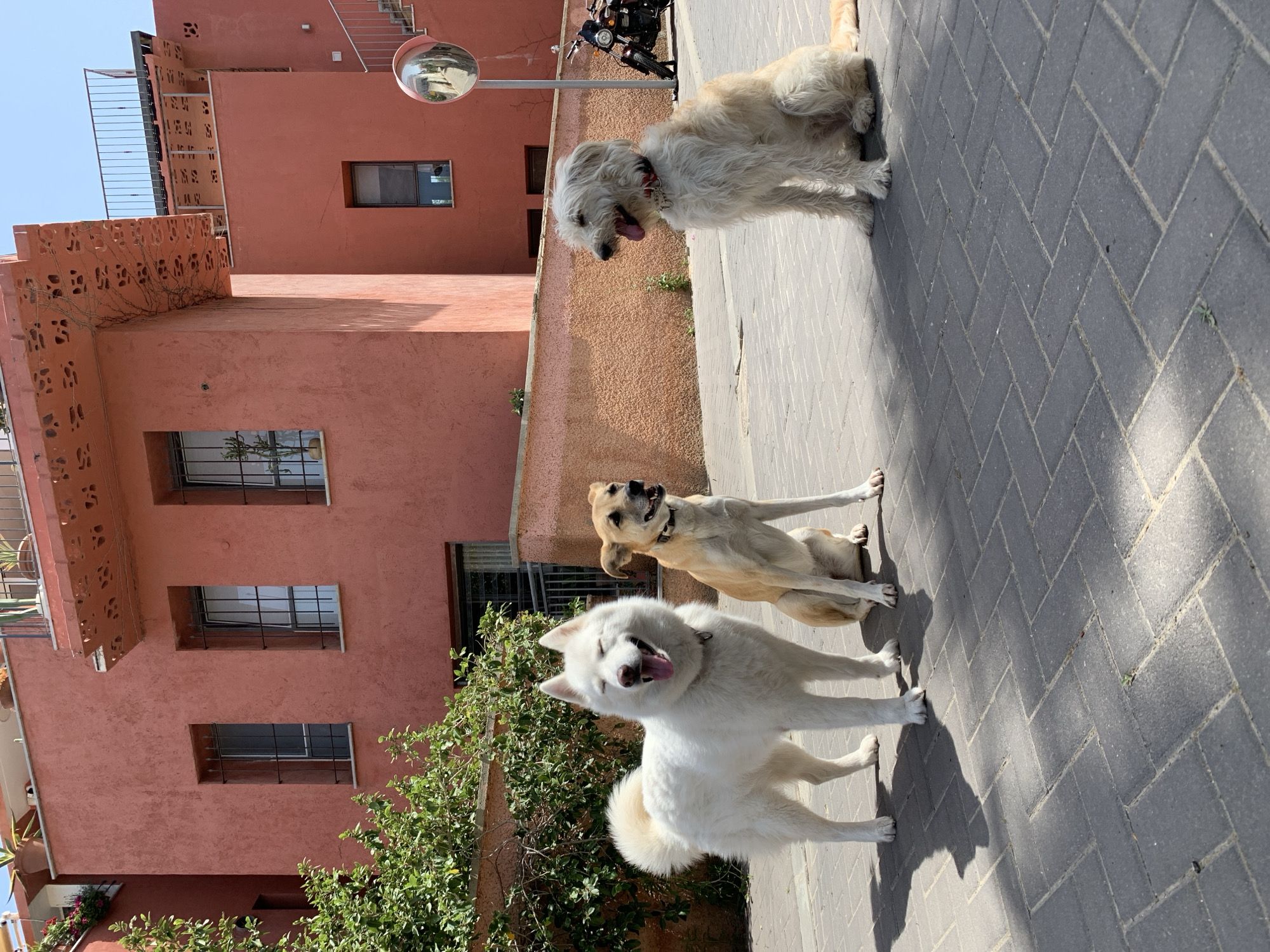 Morning moments captured across Tel Aviv neighborhoods and Jaffa