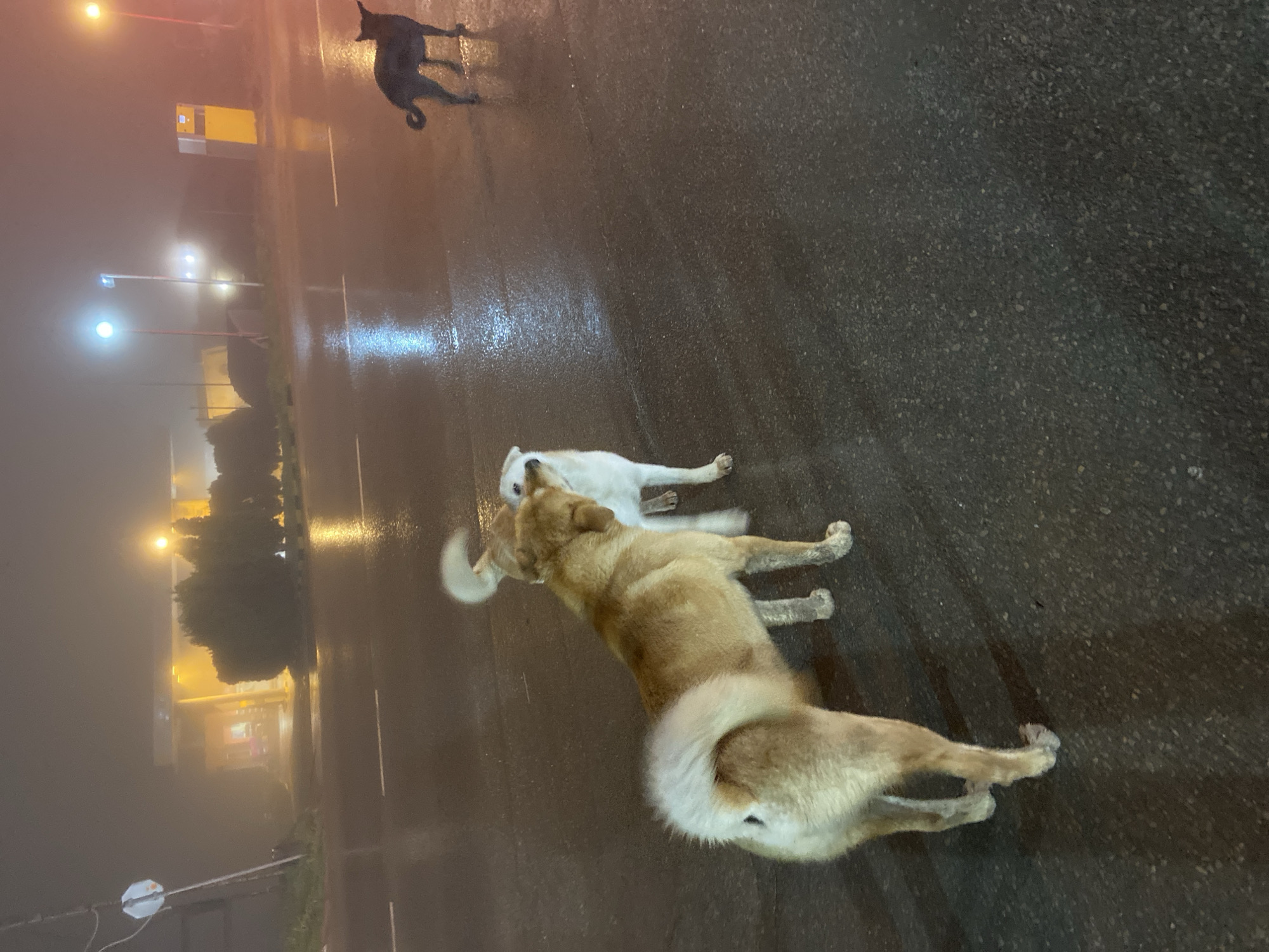 Stray dogs spotted on wet Varna street after rain