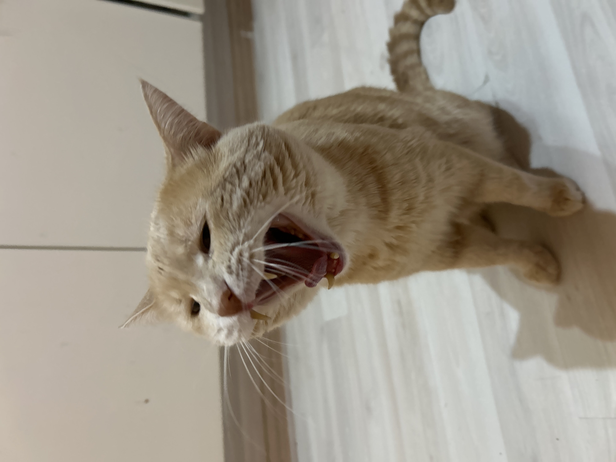 Ginger tabby: yawn and portrait, Moscow apartment floor