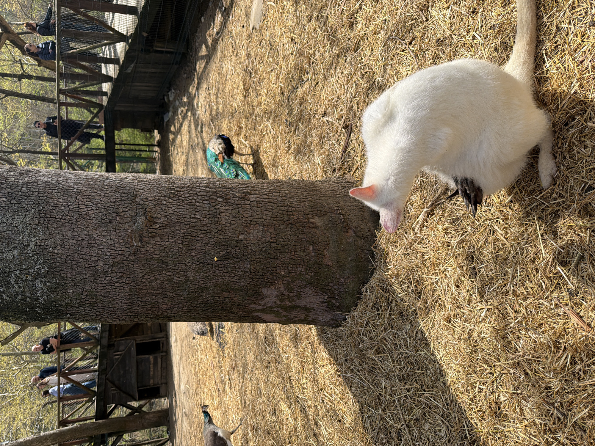 Zoo visitor documents kangaroos, peacocks at Sandanski Park