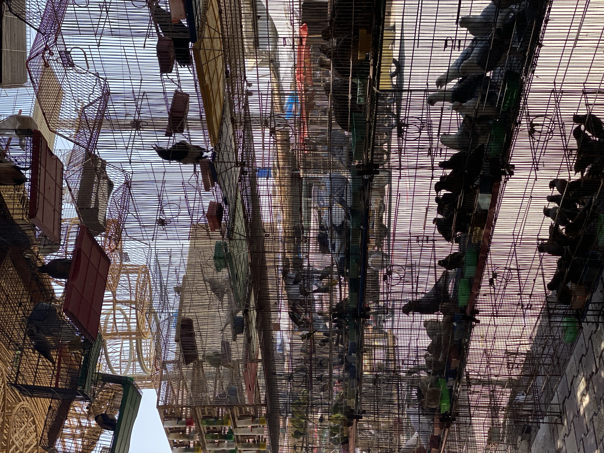 Kandahar bird market, cages stacked high with pigeons and songbirds
