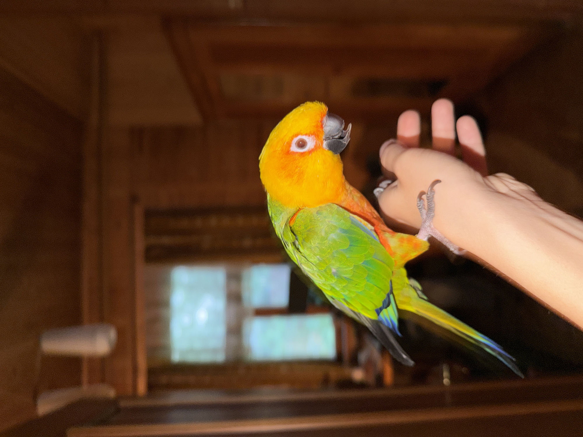 Sun conure perched on a hand, vivid orange and yellow plumage