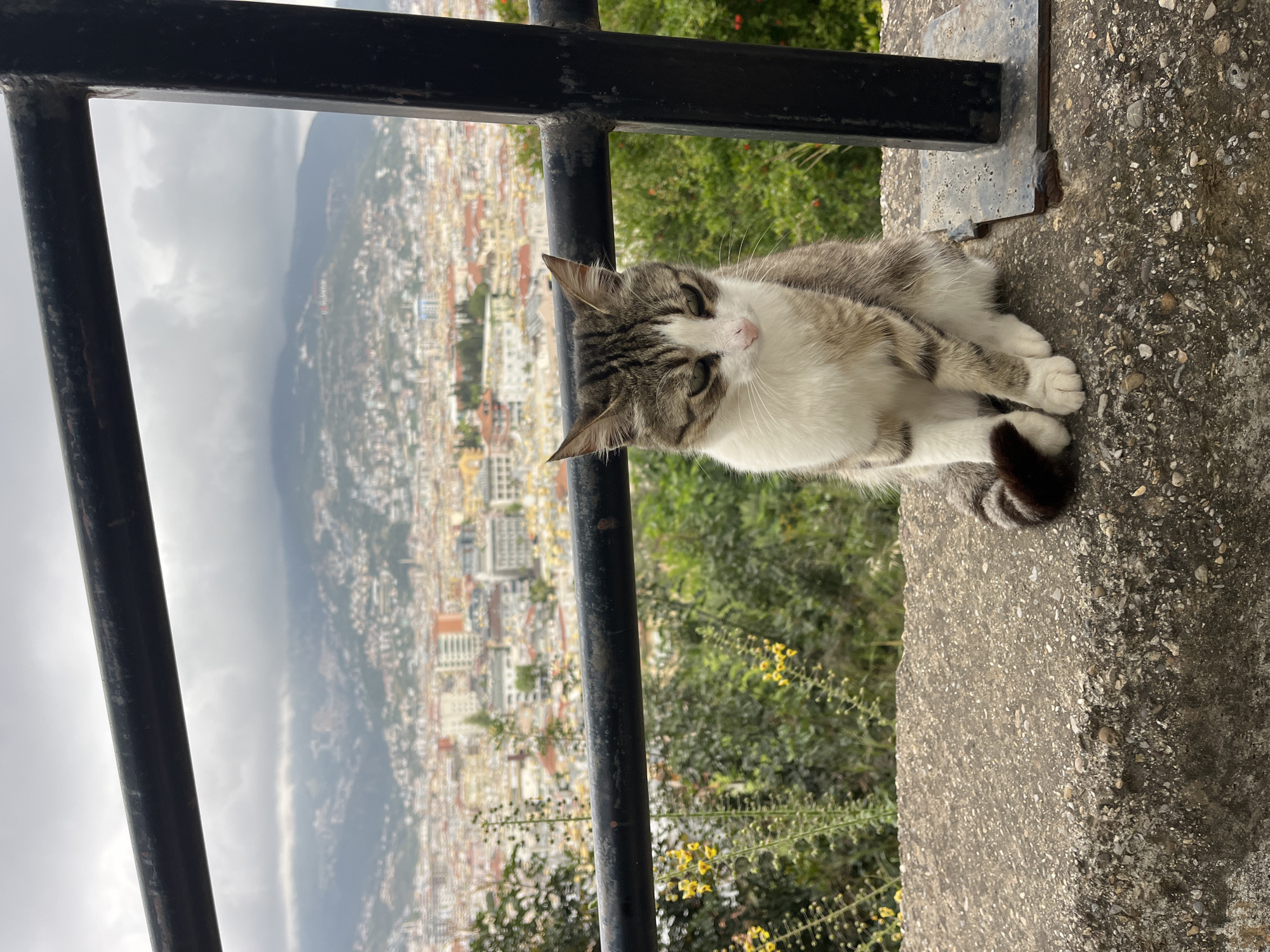 Cat observed resting on ledge overlooking Alanya, Turkey
