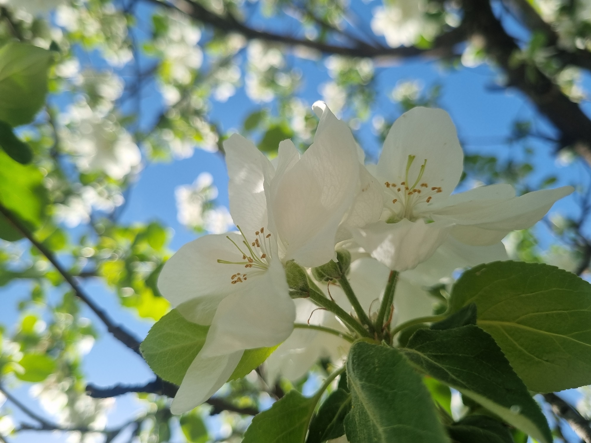 Spring blooms and morning moments captured in Chaikovsky, Russia
