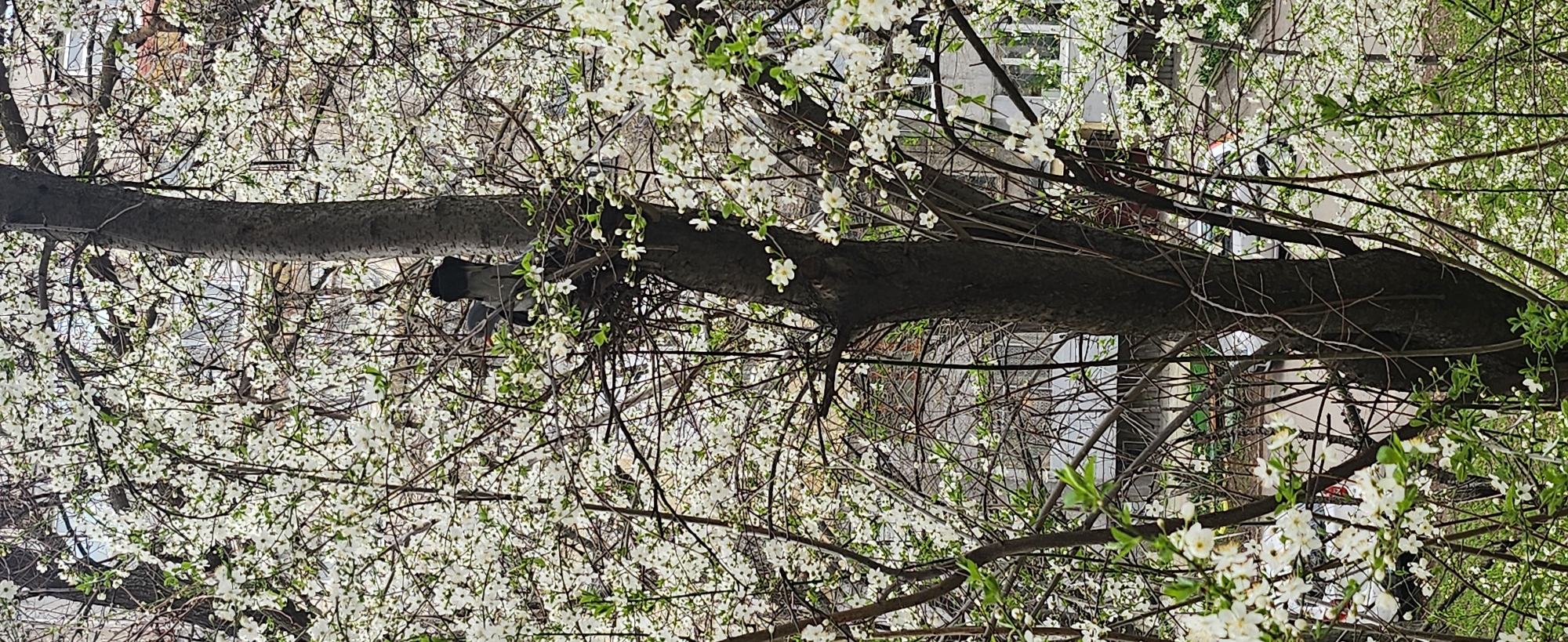 Spring blooms appear on residential tree in Ruse