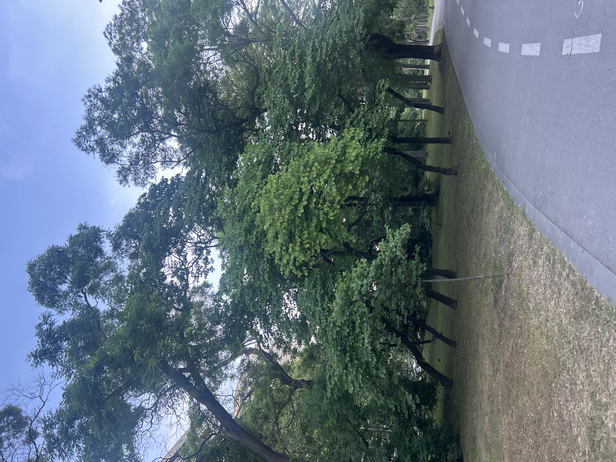 Urban park with Ferris wheel documented in 46-minute observation session