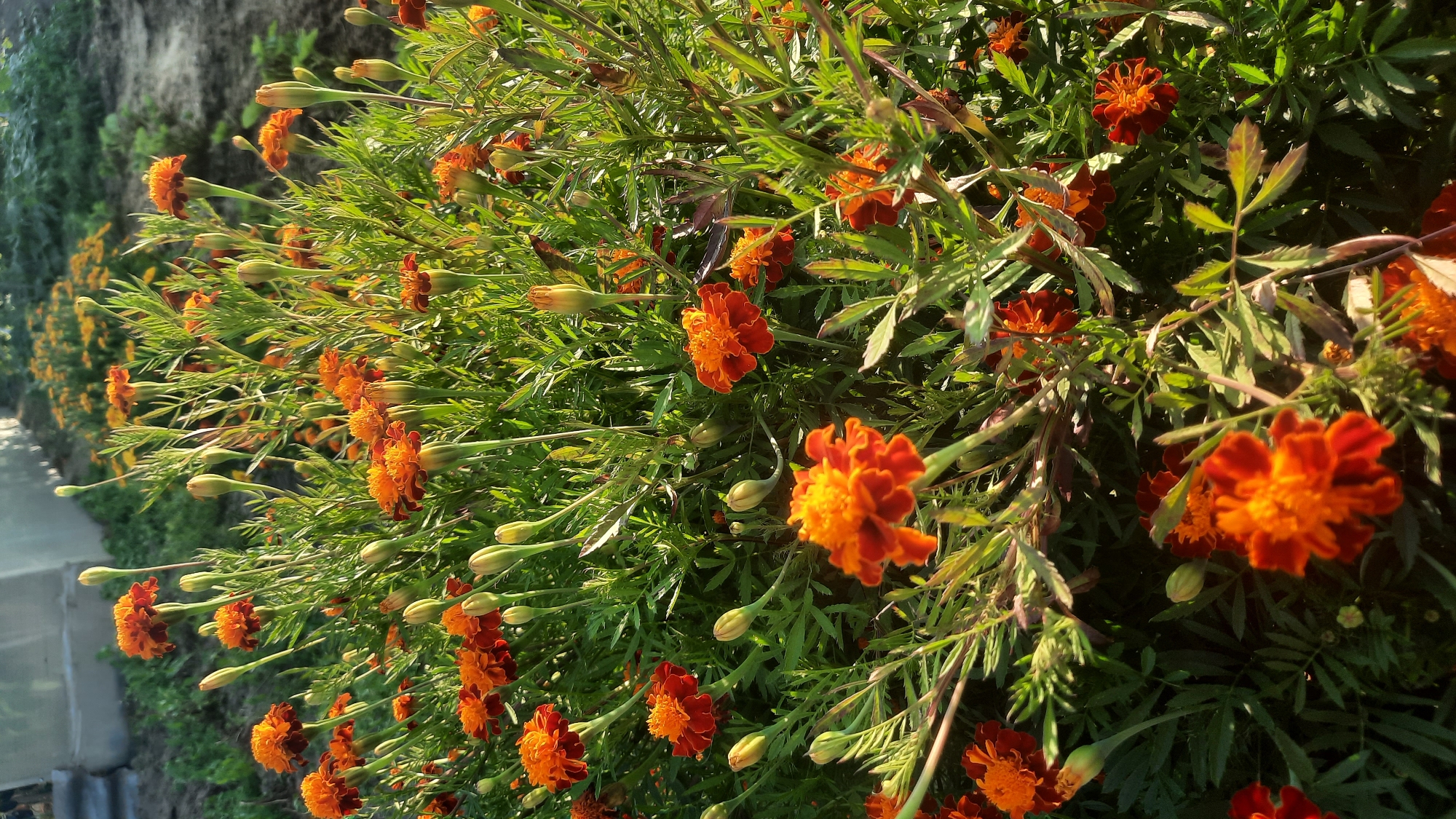 Late summer garden in full bloom, Shklov, Belarus