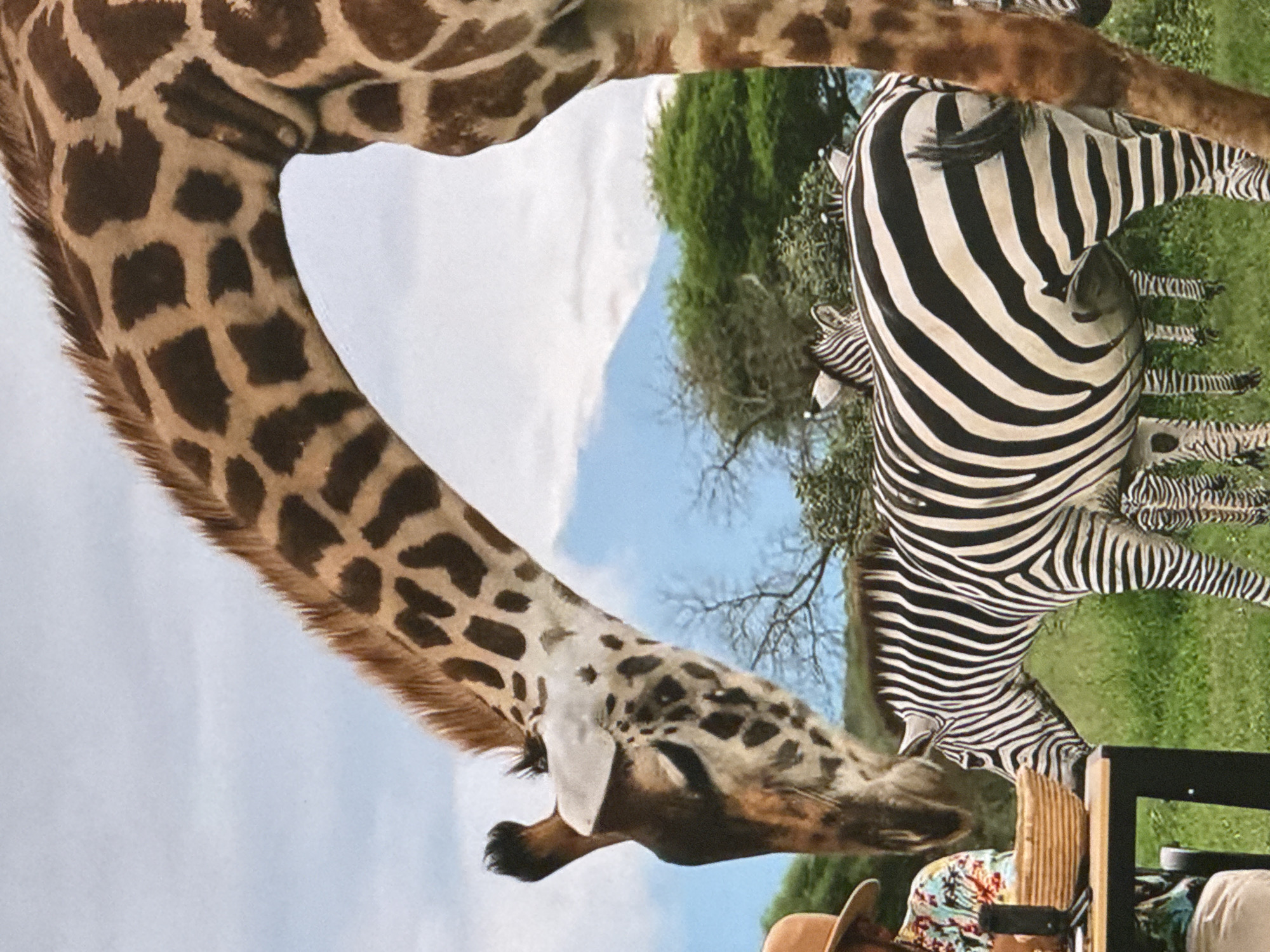 Safari wildlife encounters and domestic moments captured across locations