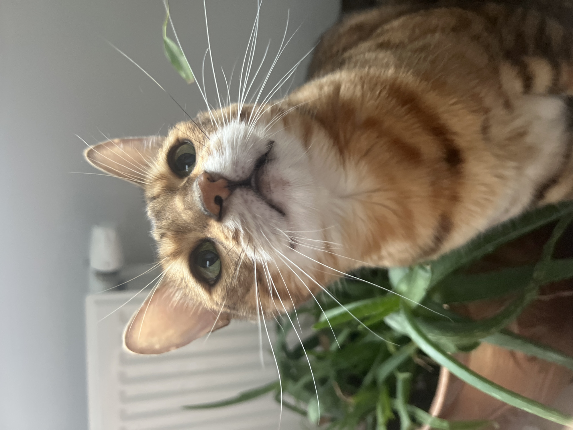 Cats and coffee on a slow morning in Yekaterinburg