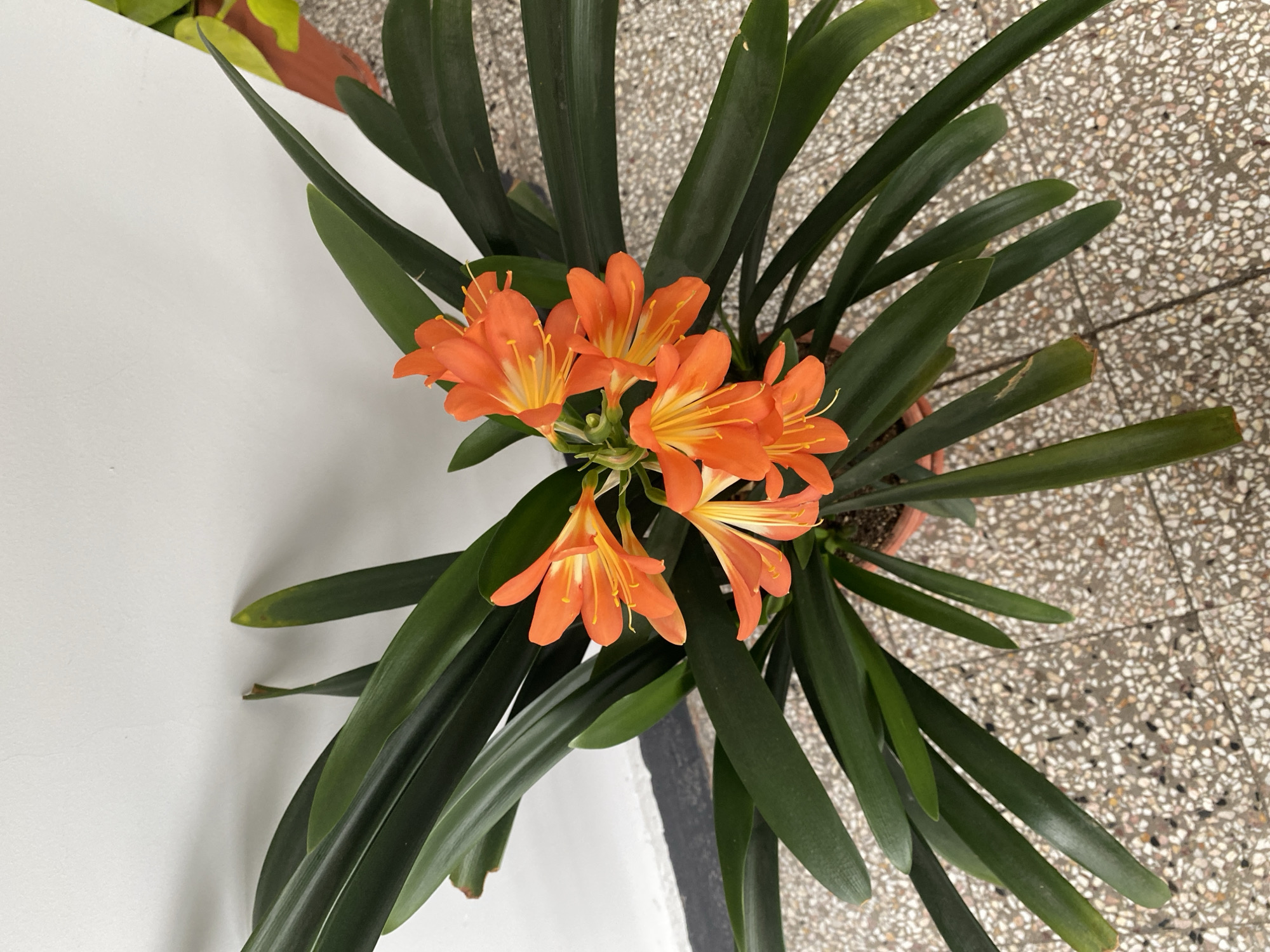 Indoor plant and wet street scenes documented in Stara Zagora