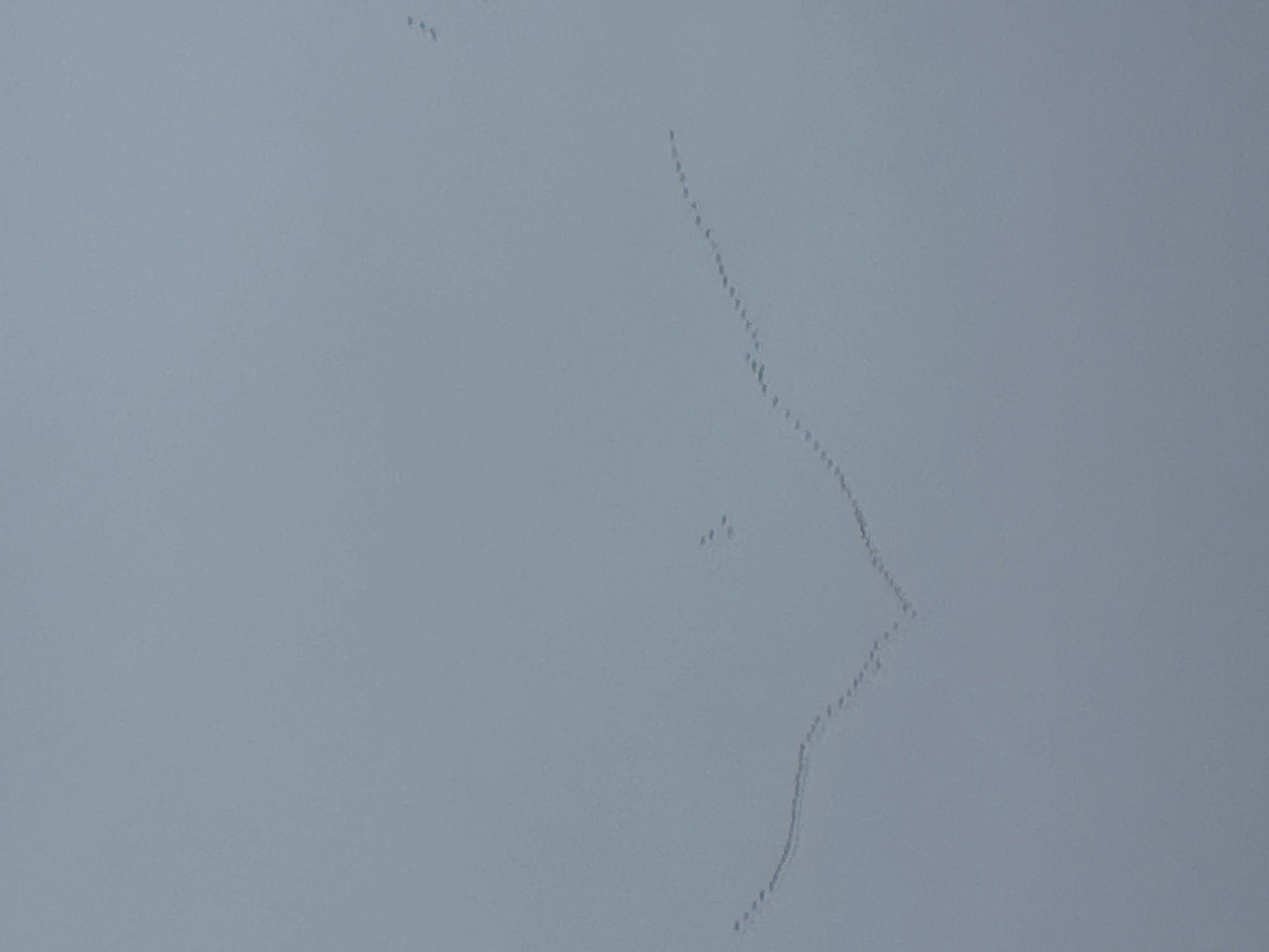 Bird formation observed flying across overcast sky in Rutherglen