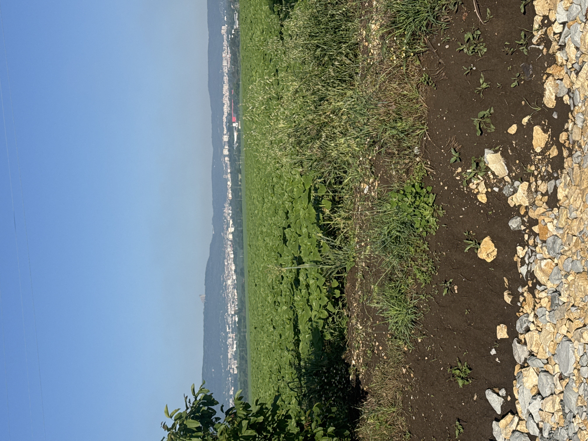 Green agricultural fields documented in Shumen, Bulgaria