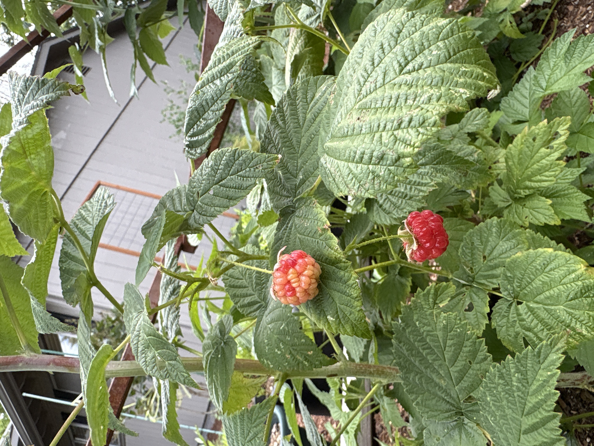 Beaverton garden in full early-summer bloom, bees and all