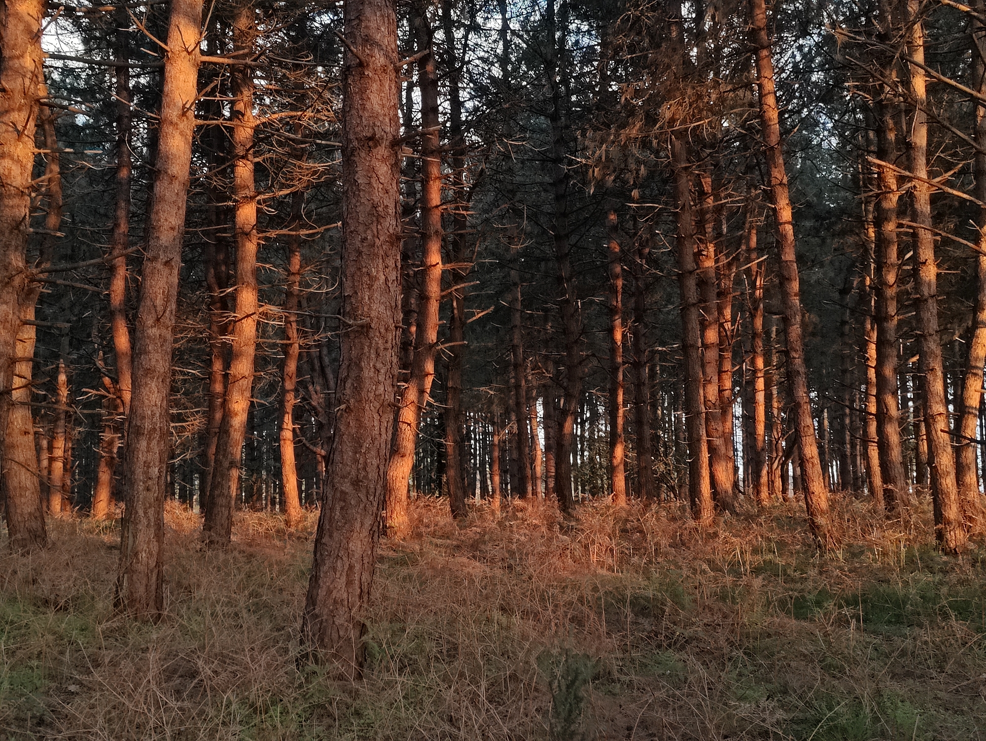 Sunset illuminates East Suffolk pine forest in evening documentation