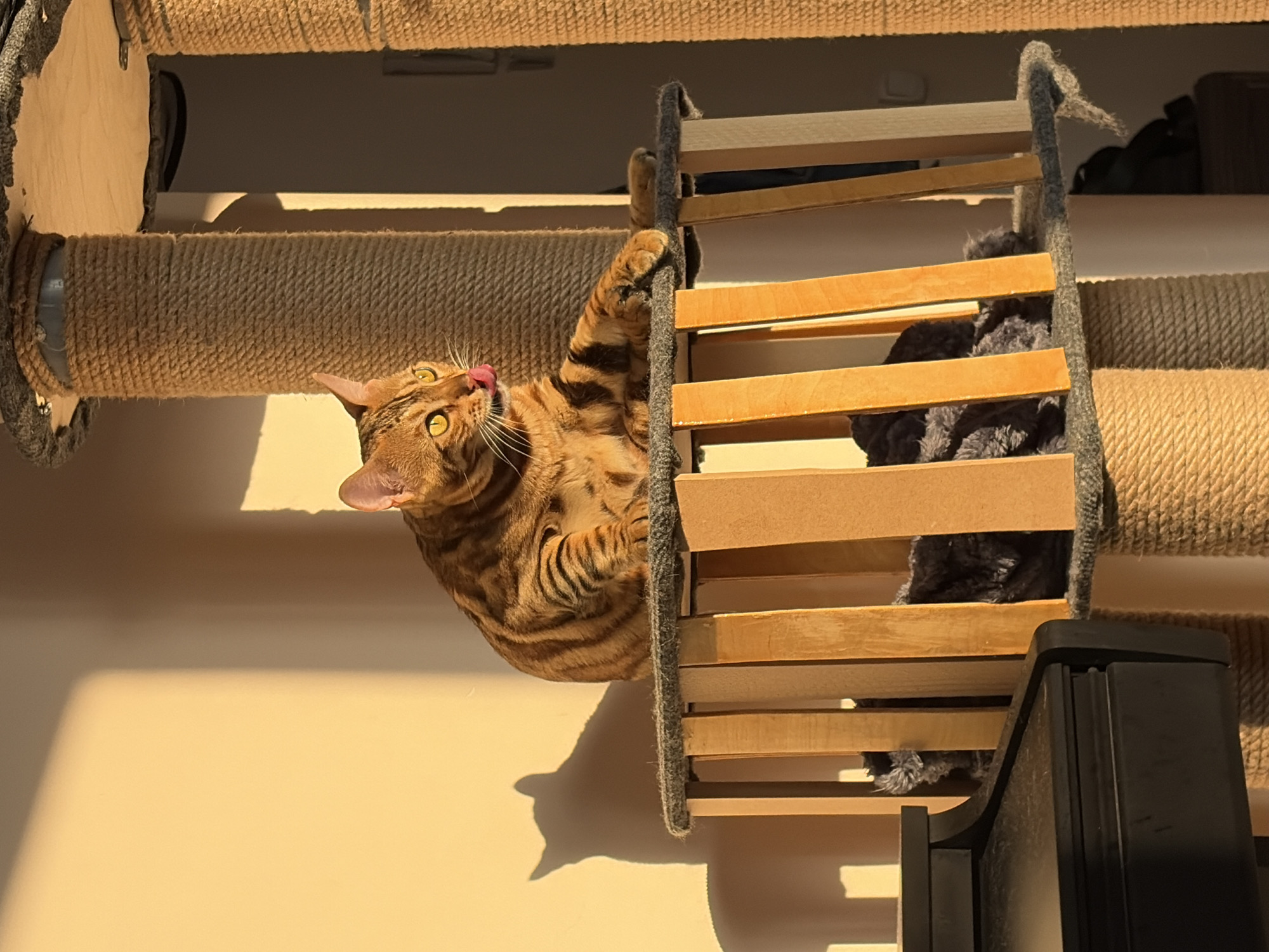 Bengal cat afternoon playtime in sunny Krasnoyarsk apartment
