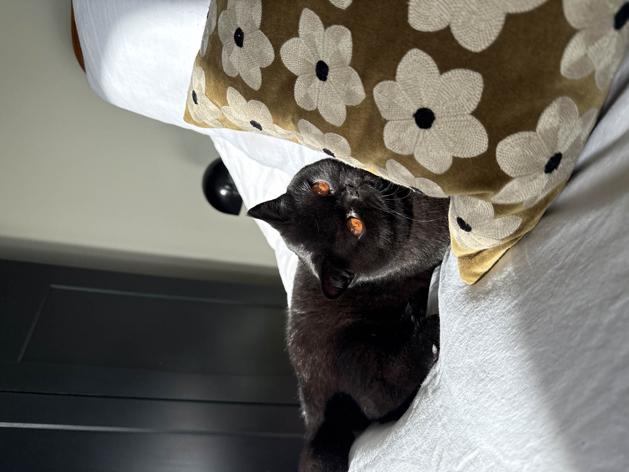Black cat with amber eyes spotted on London bed
