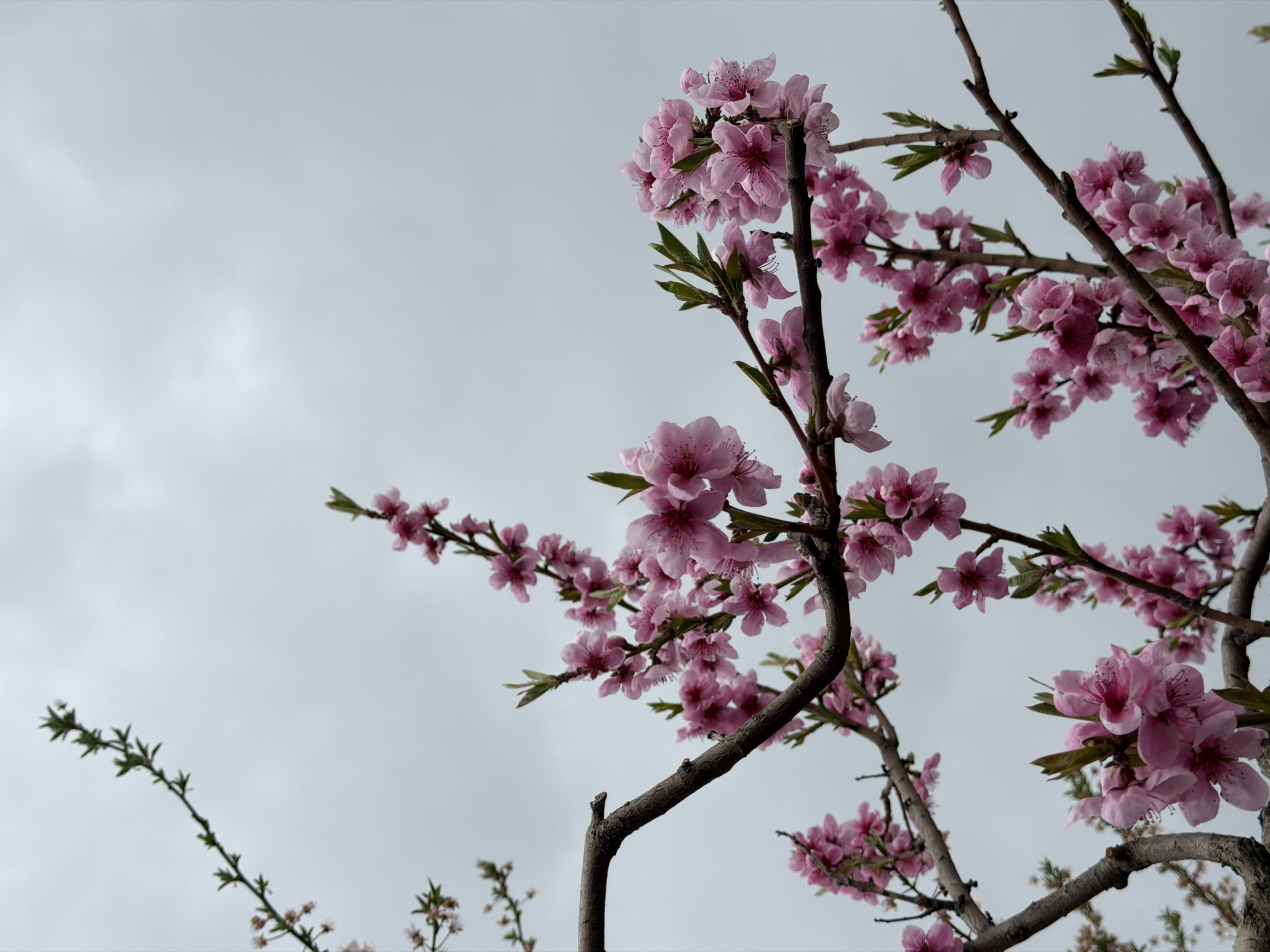 Pink blossoms bloom on tree in overcast Burgas