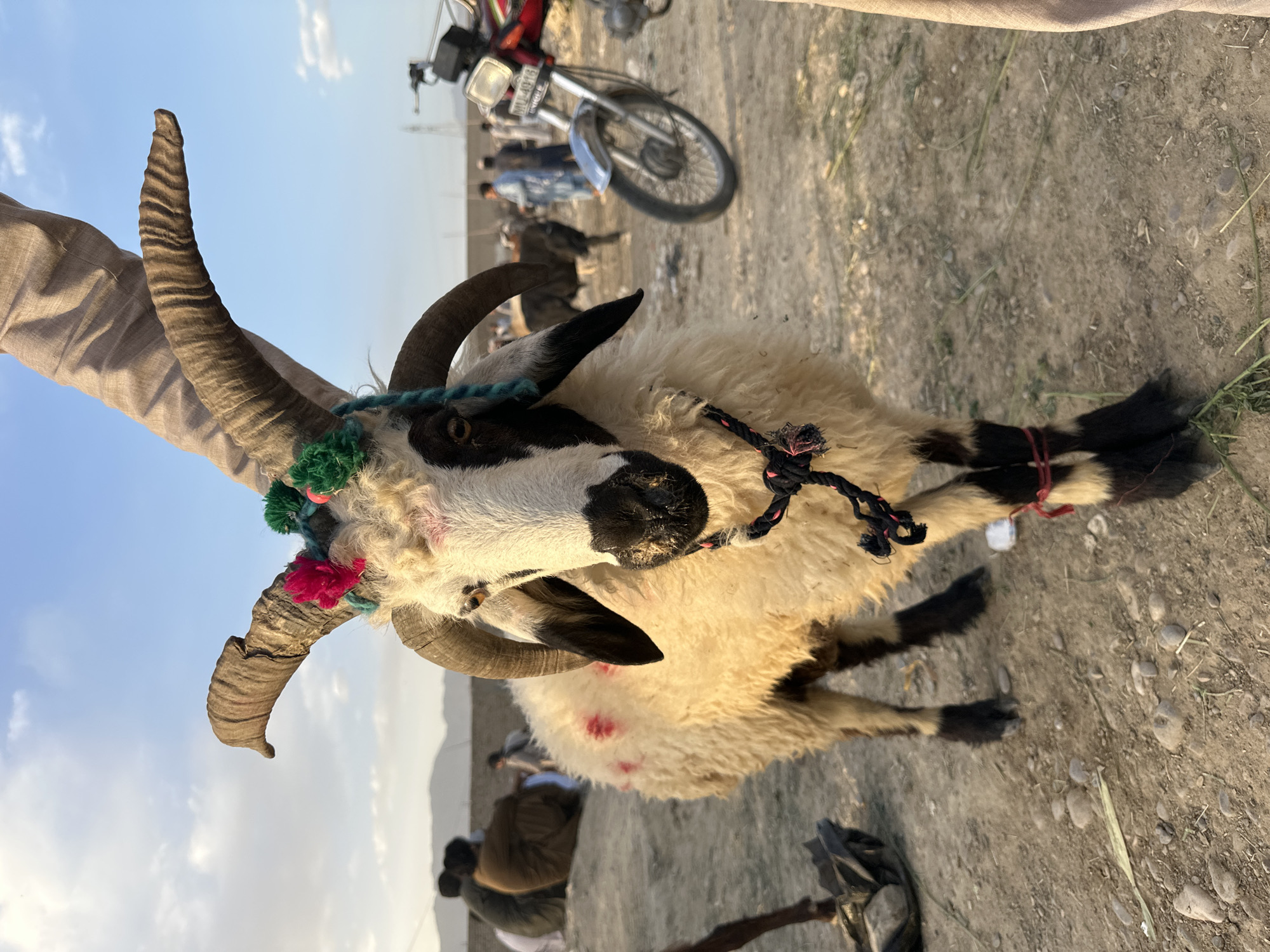 Livestock market activity documented near Quetta, Pakistan