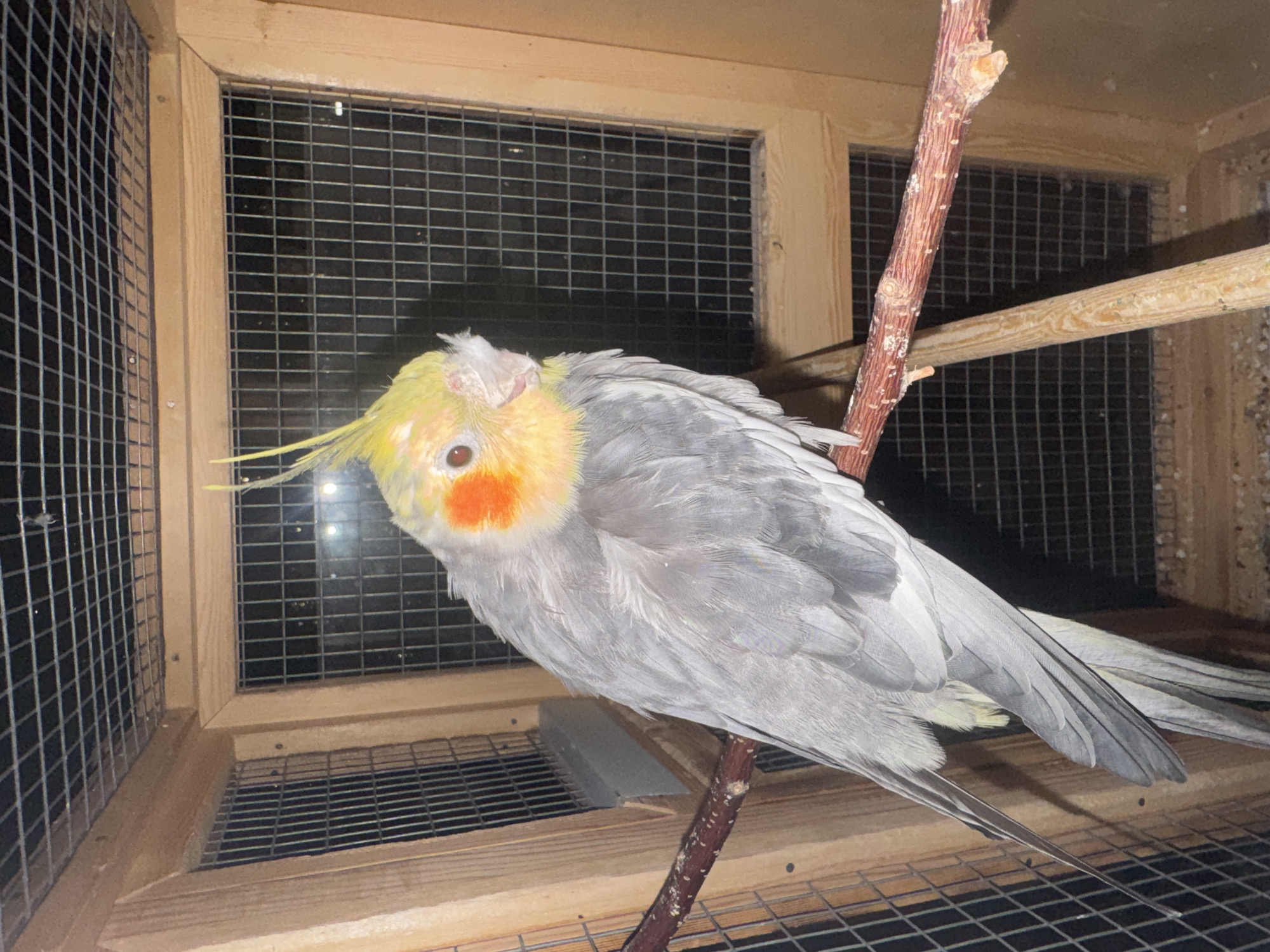 Chinchilla and pet birds at home in Shakhty