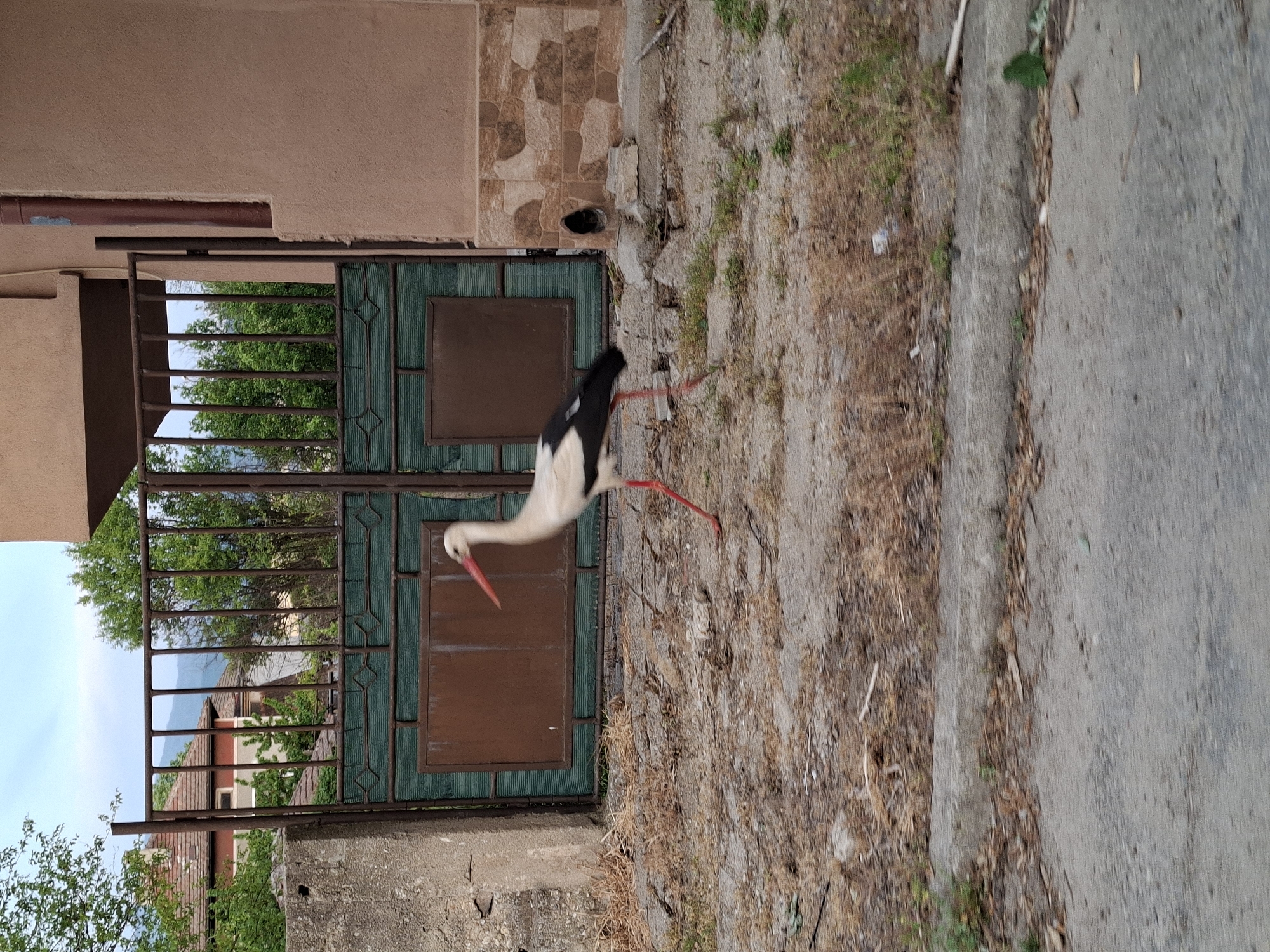 Stork spotted walking through urban area in early morning