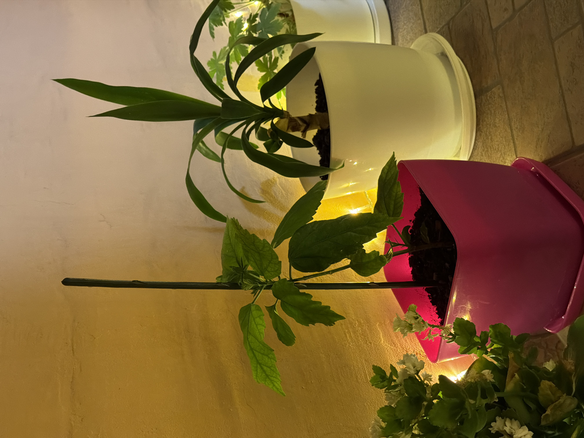 FIFA World Cup 2026 on TV, houseplants and string lights in Lovech