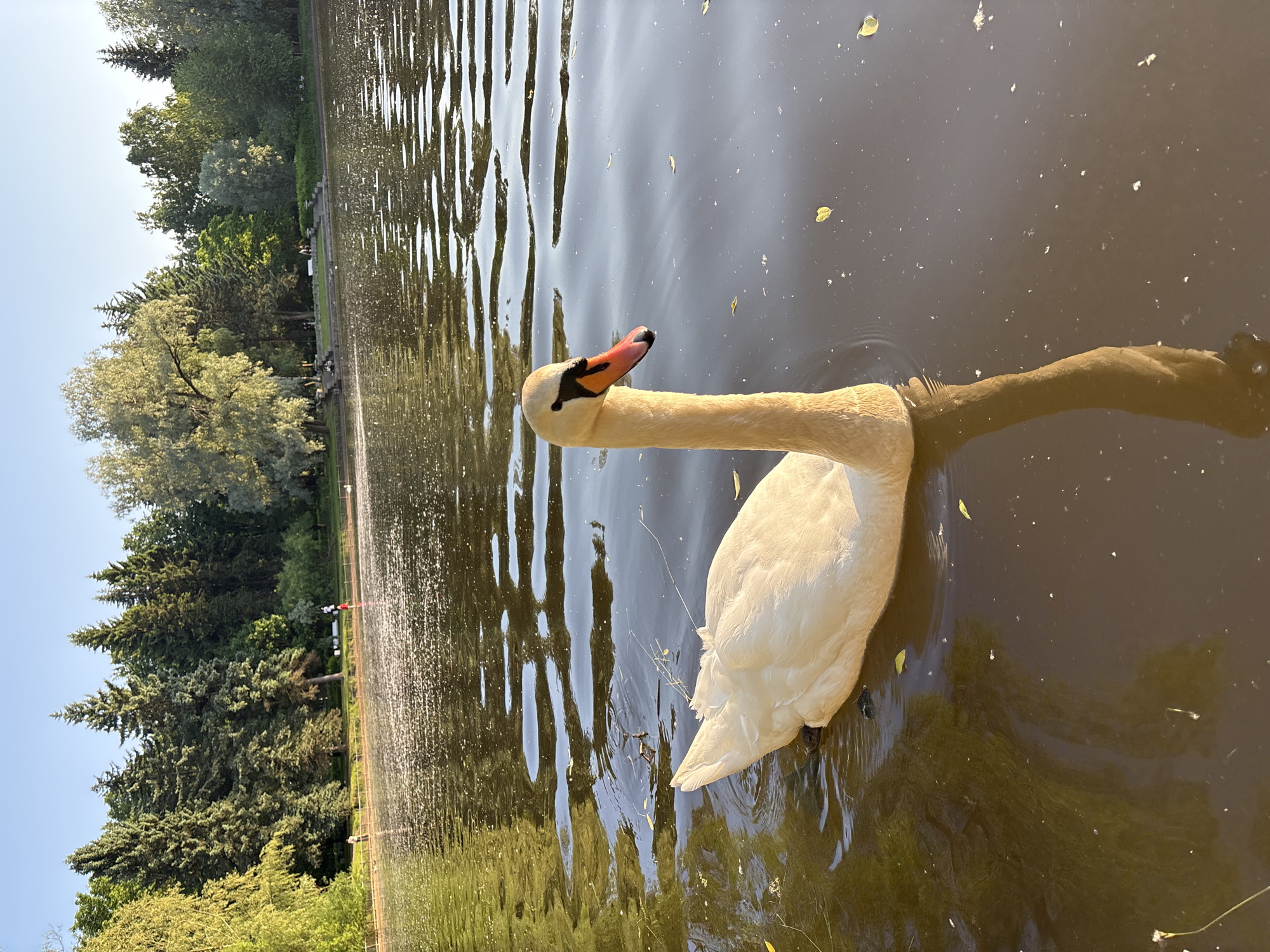 Swans and ducks observed in Saint Petersburg park lake