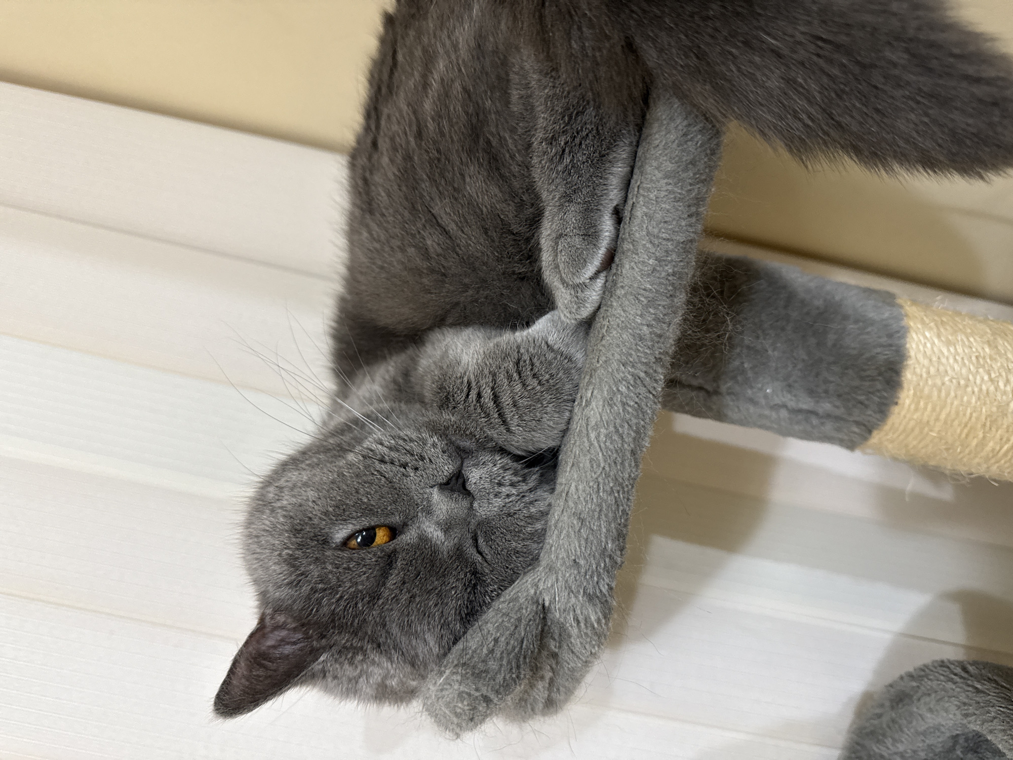 Grey cat naps peacefully on cat tree in Plovdiv home