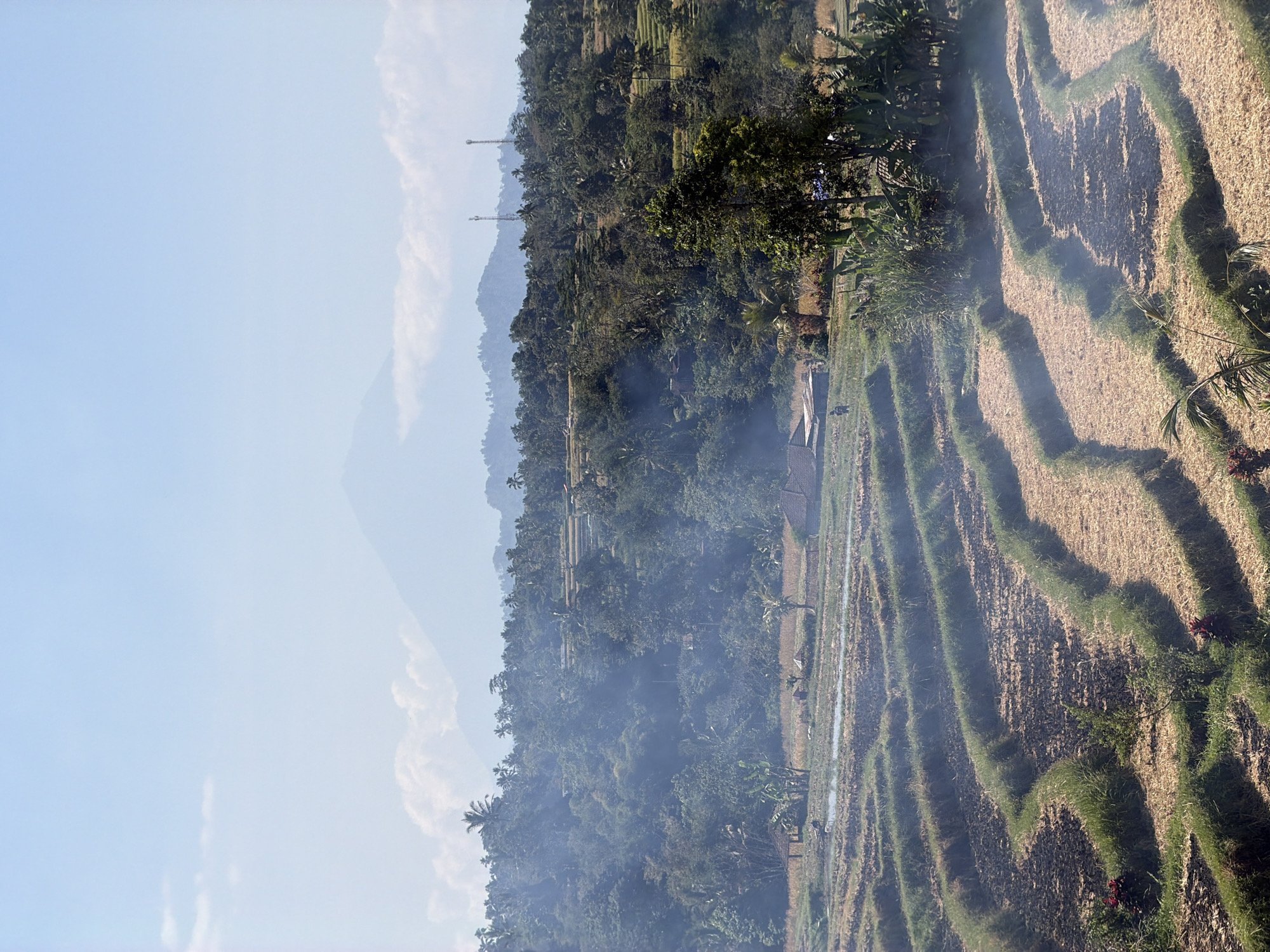 Harvested rice terraces and a curious puppy in Penebel