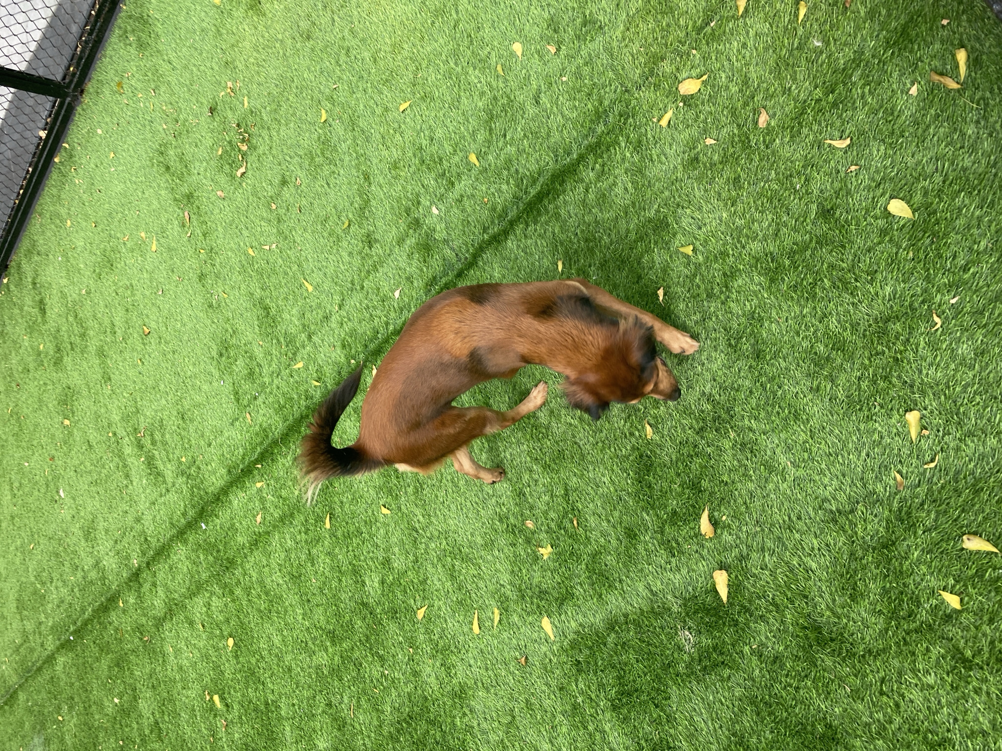 Morning at Gading Walk: dog park, quirky sculptures, and food stalls