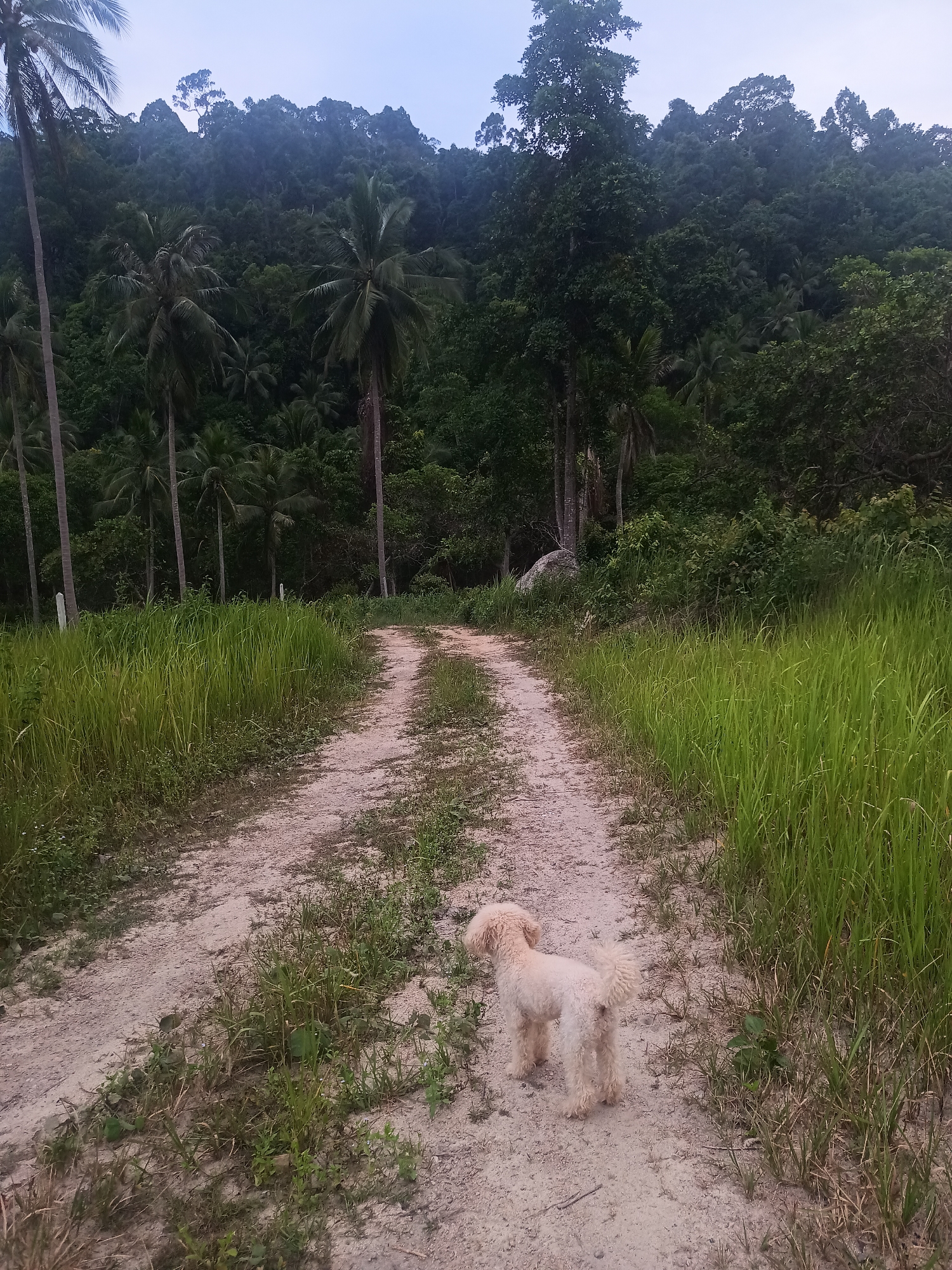Tourist encounters baby monkeys, dogs on rural Thailand roads