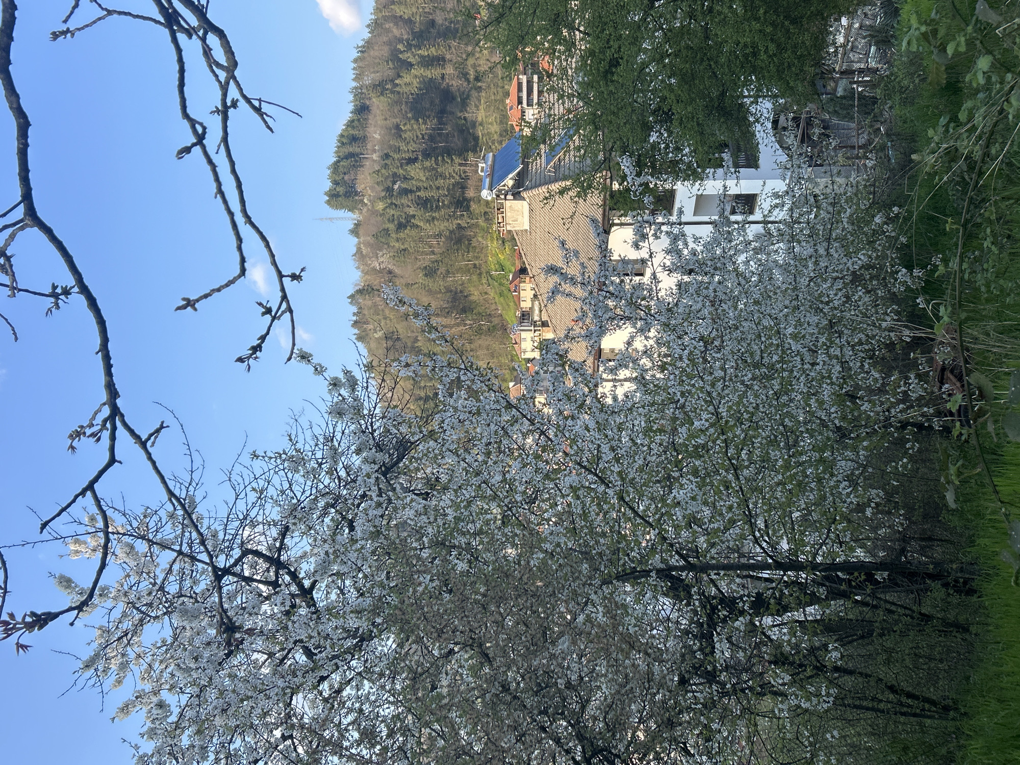 Spring blooms and daily life captured in Zlatograd, Bulgaria