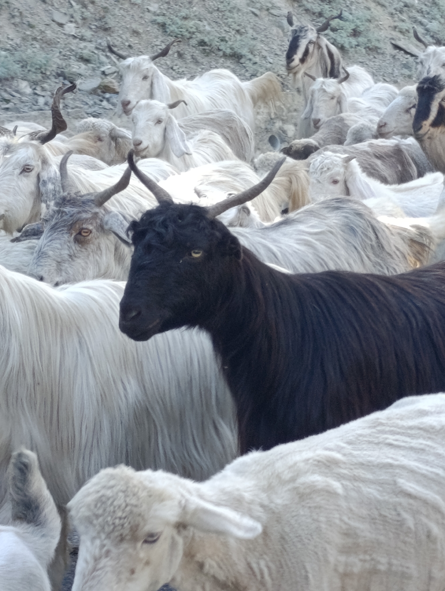 Goat and sheep herd crosses a mountain road in Kishorl