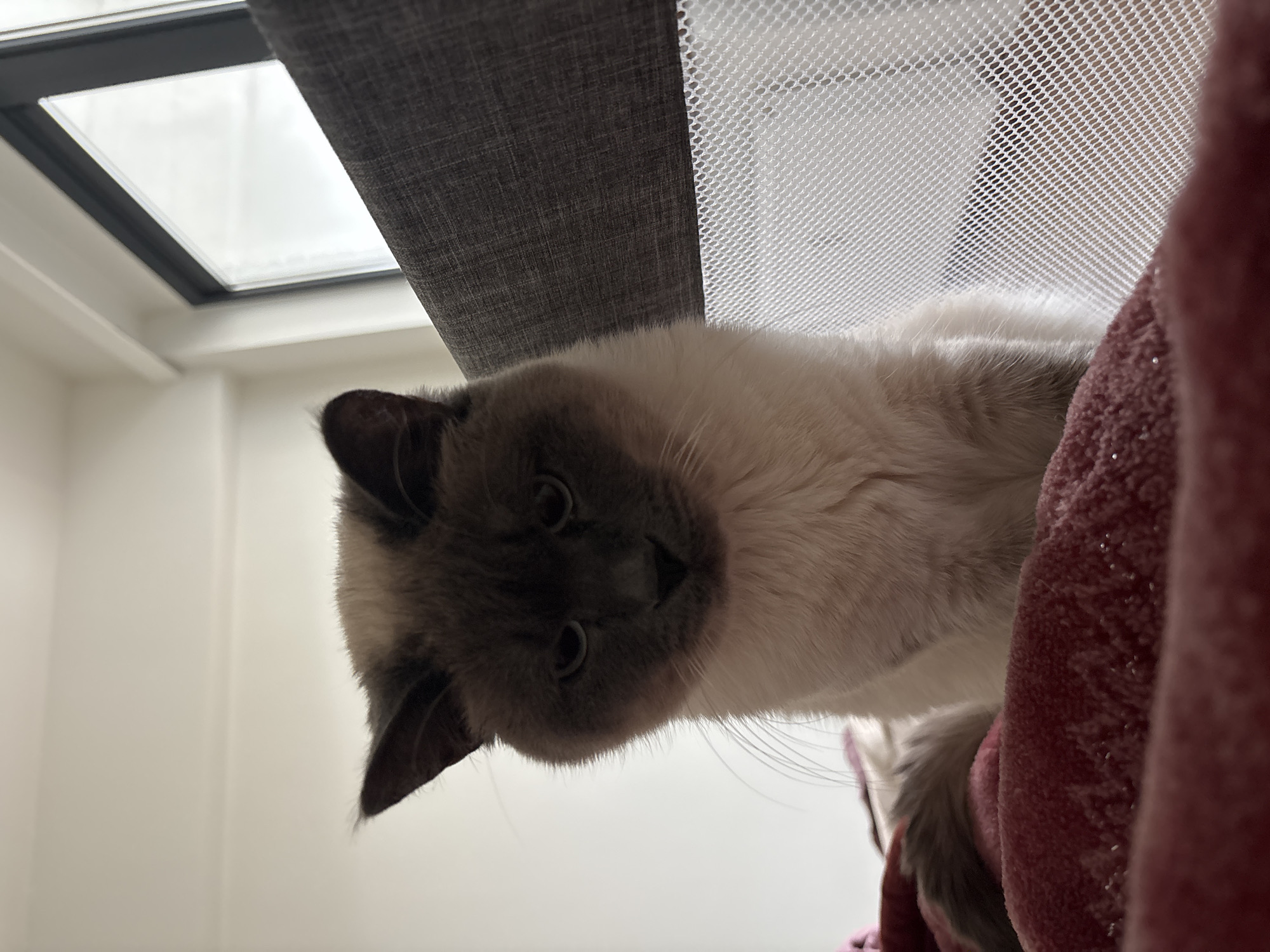 Curious Siamese cat spotted in Antwerp, Belgium