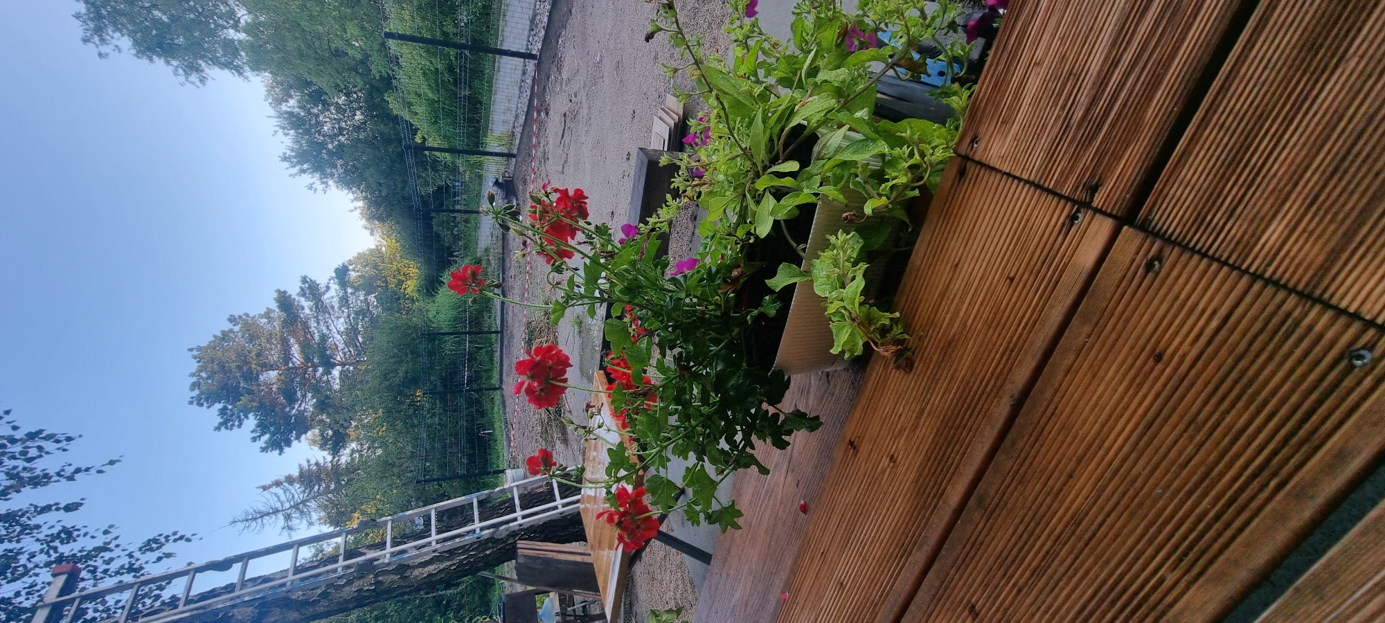Summer garden details from a backyard in Szczaki, Poland